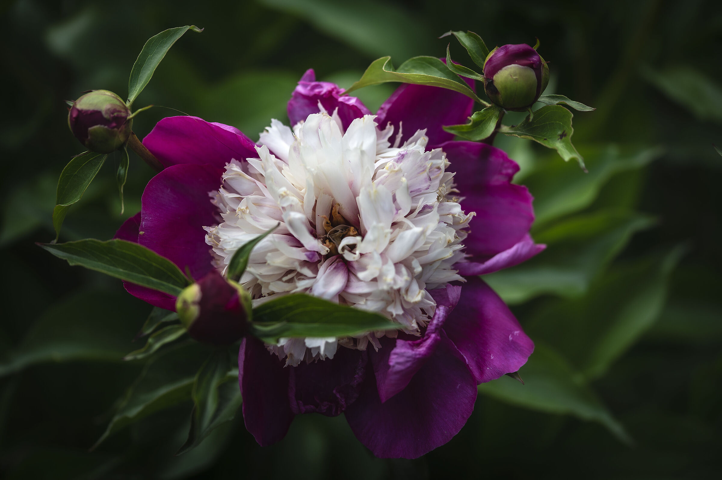 Peony in Bloom 2021...