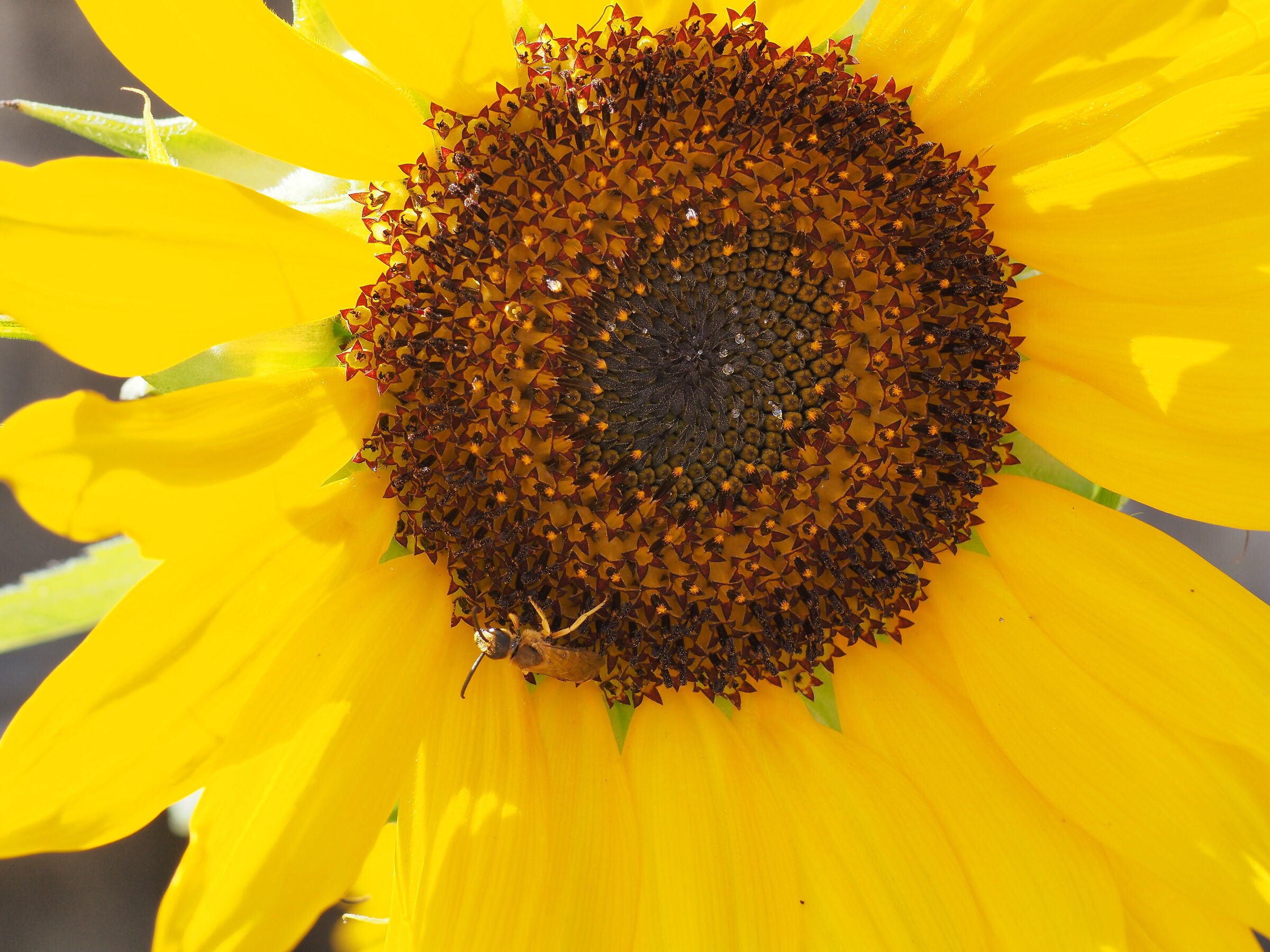 close-up of a sunflower...