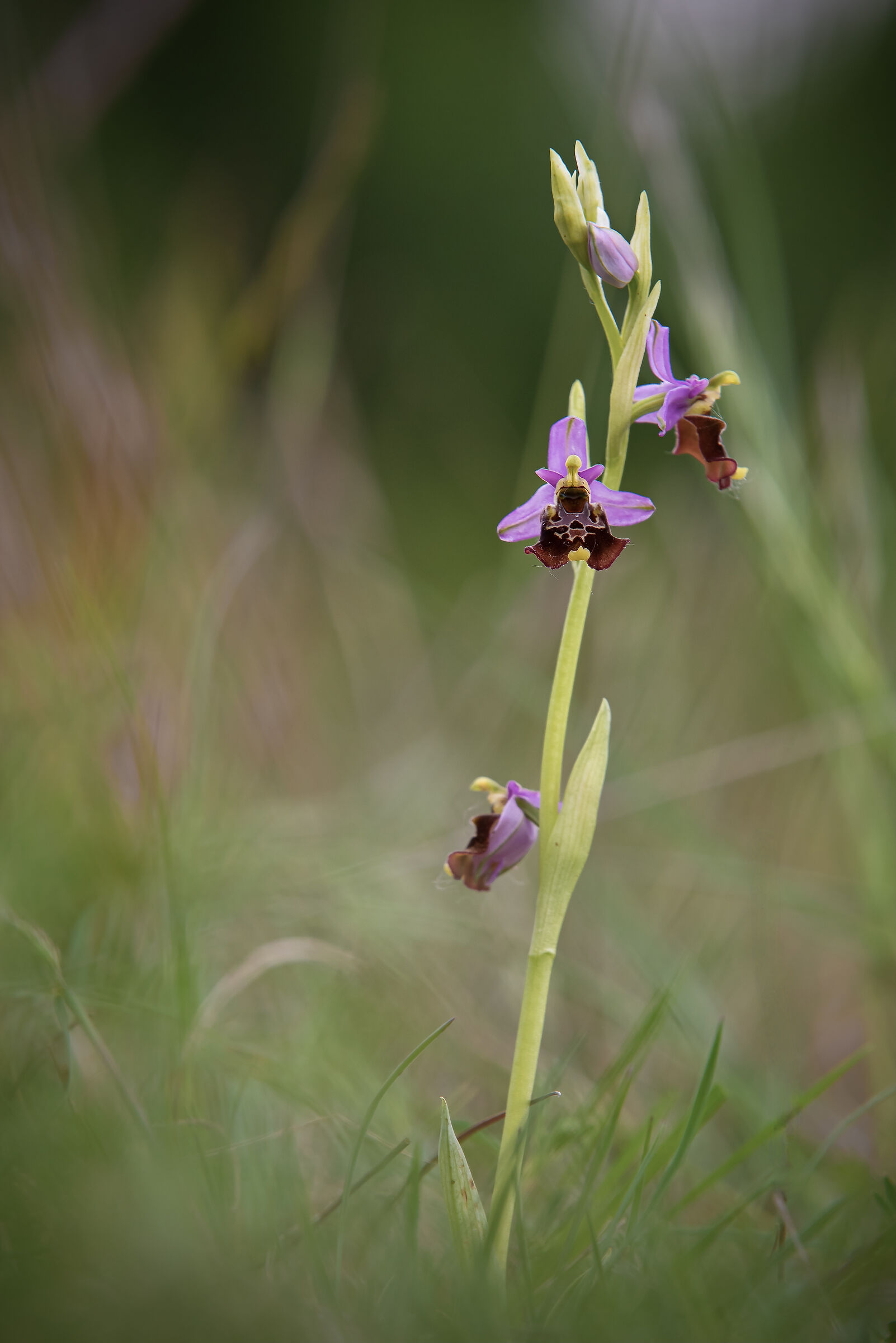 Ophrys holosericea...