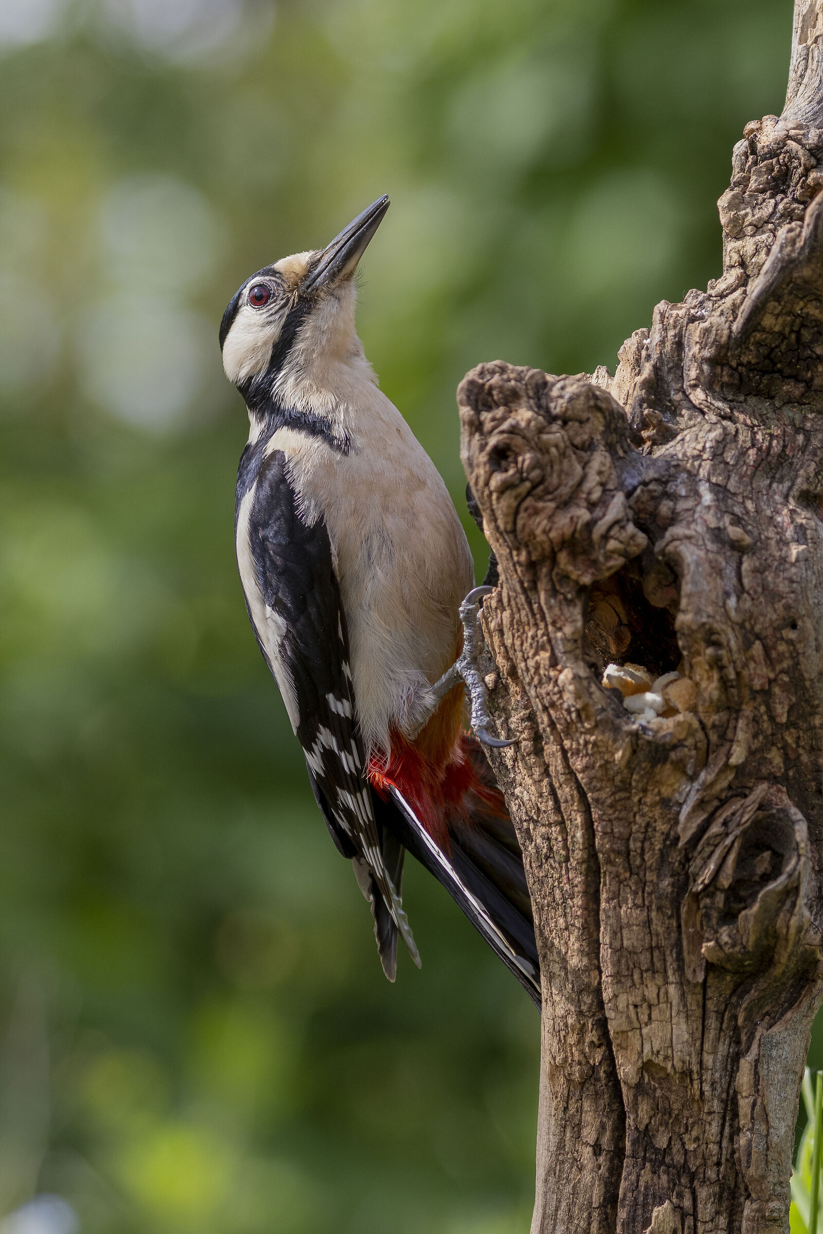 Greater Red Woodpecker...