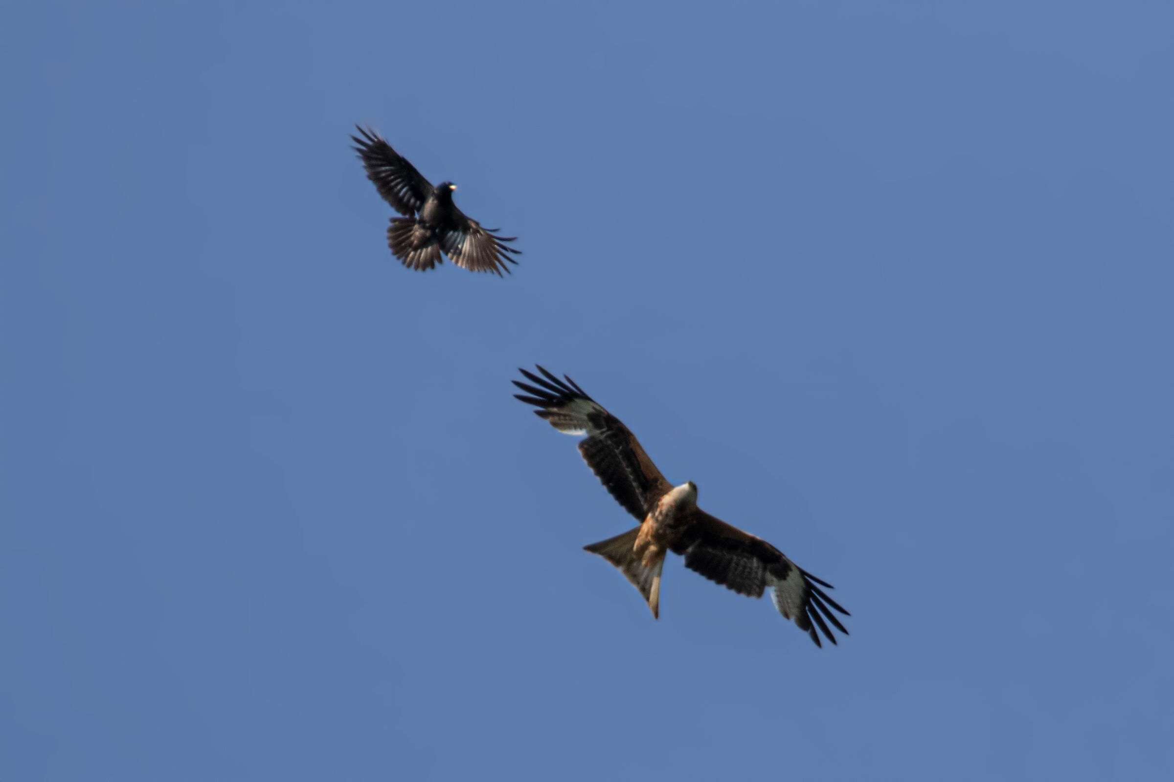 Kite and Crow...