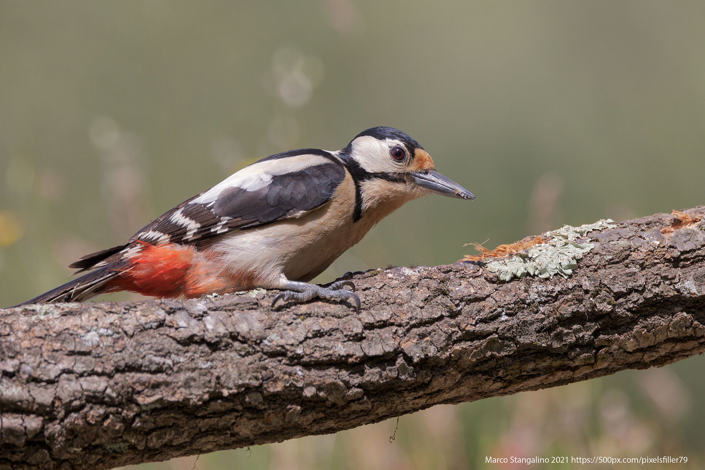 Small WoodpeckerMaghetto#2...