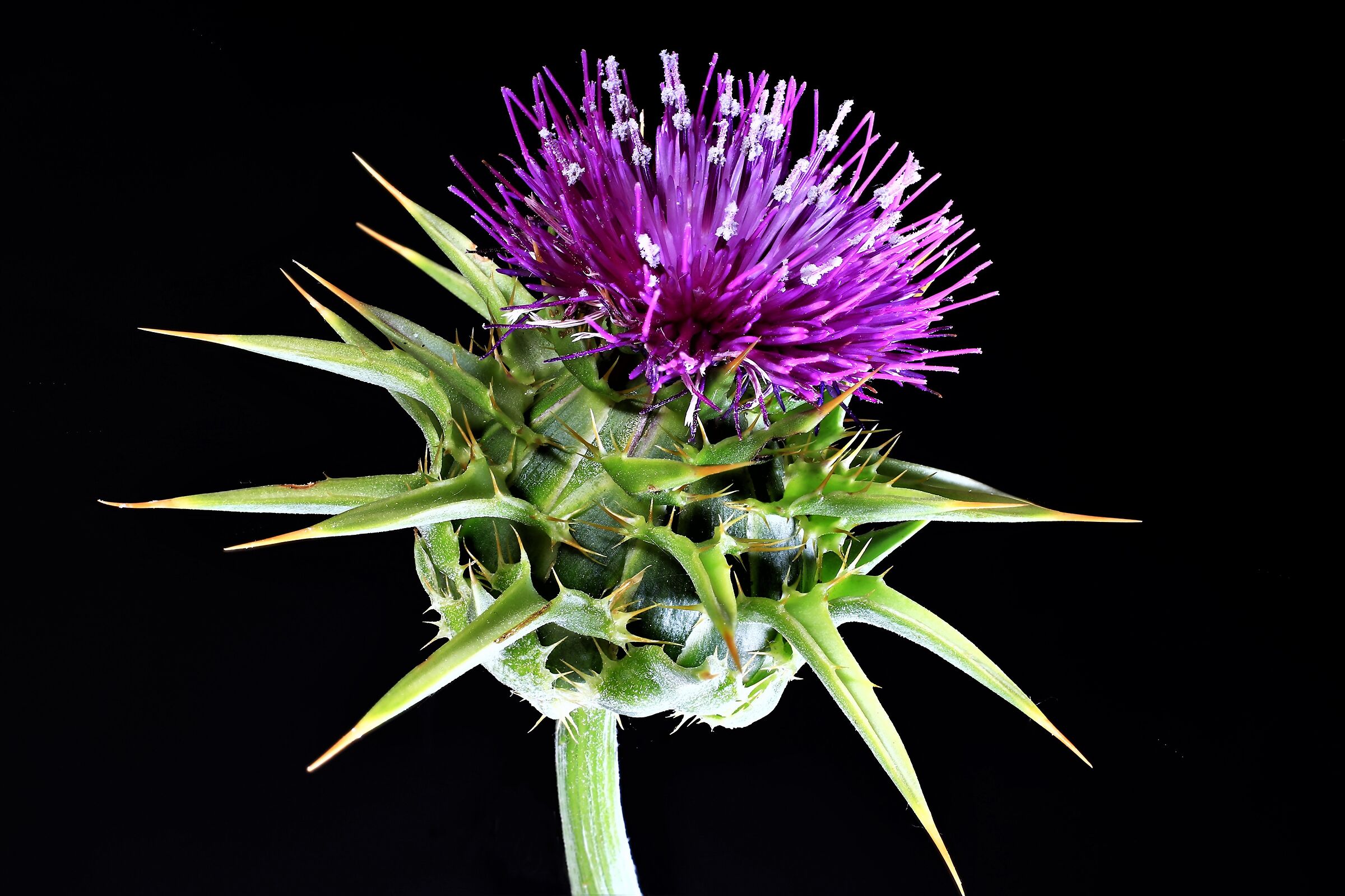 thistle in focus stacking ...