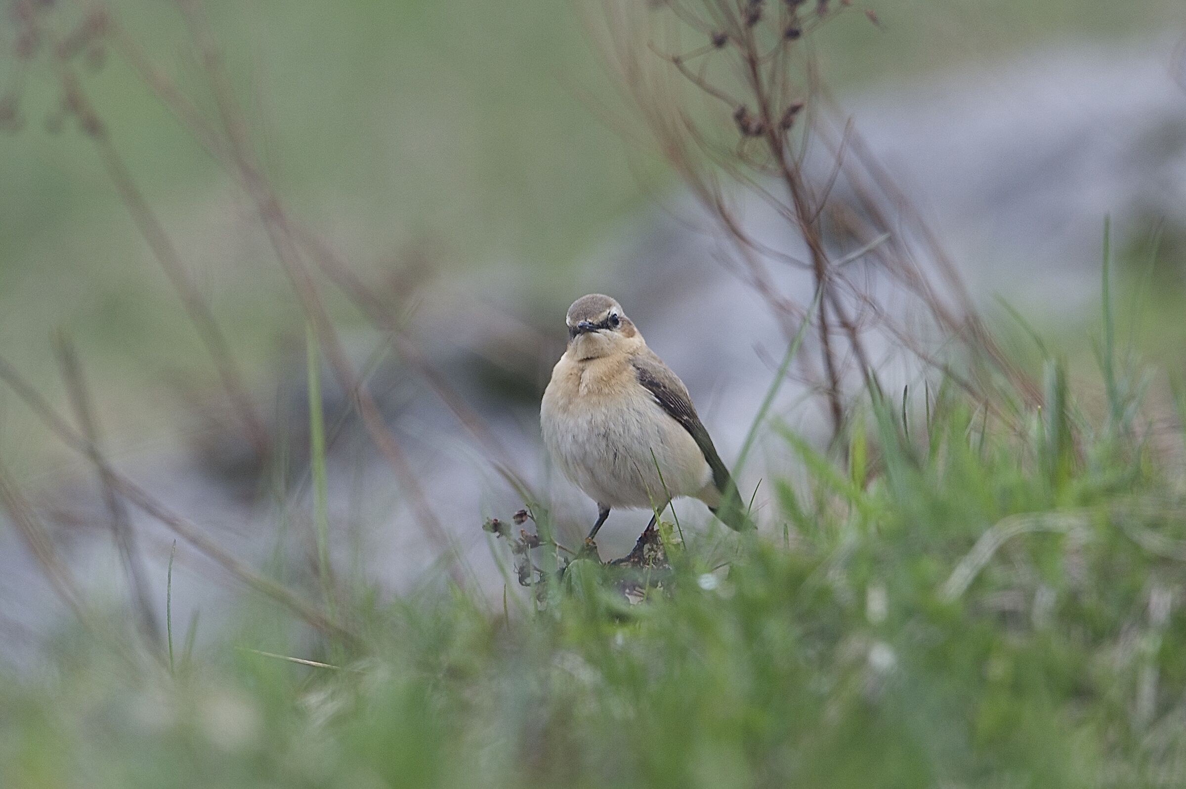 northern wheatear...