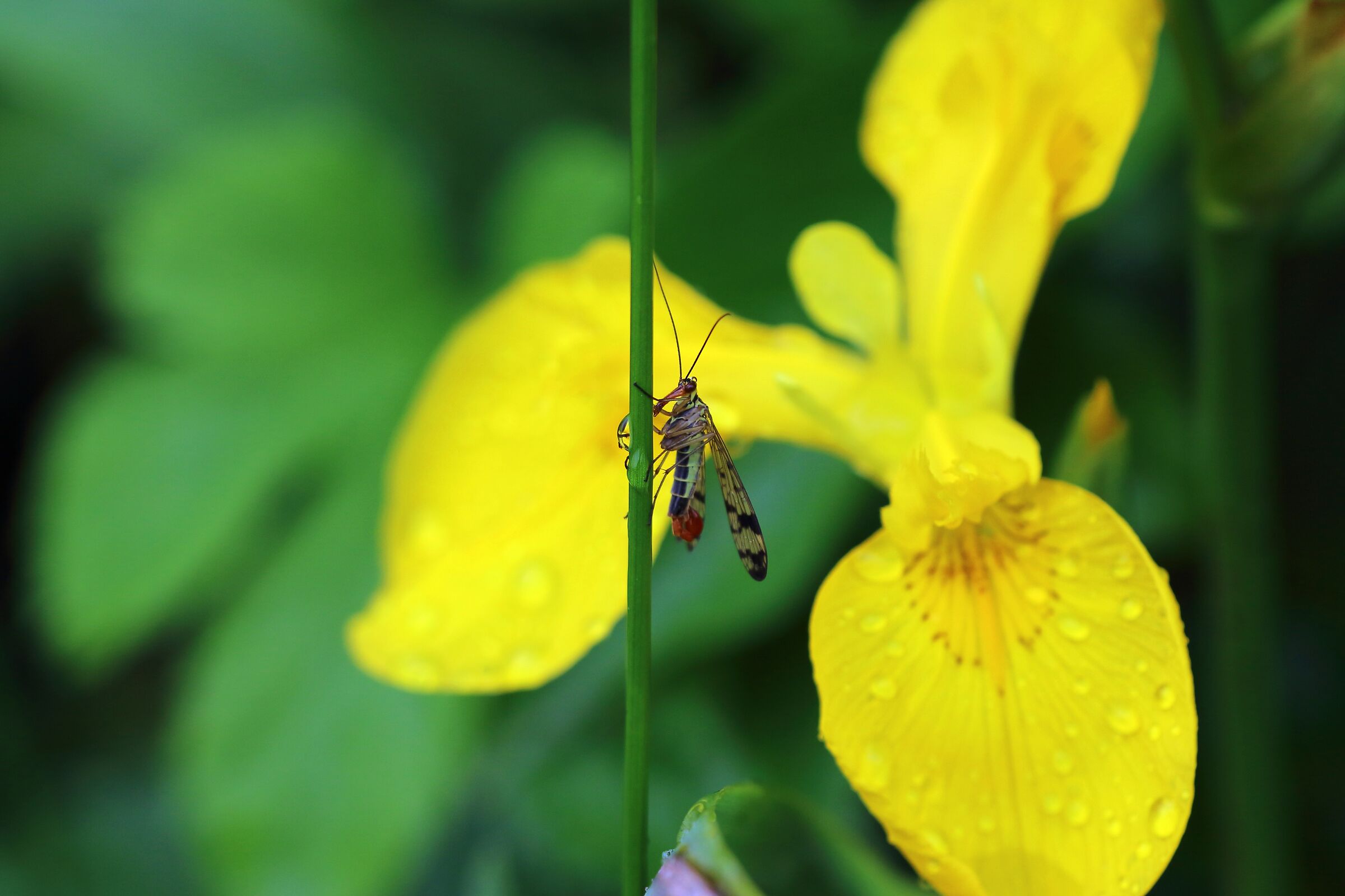 The Scorpion Fly...