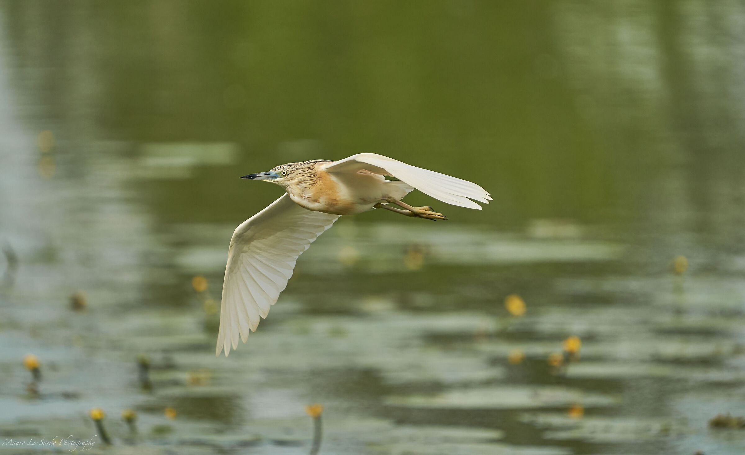 squacco heron...