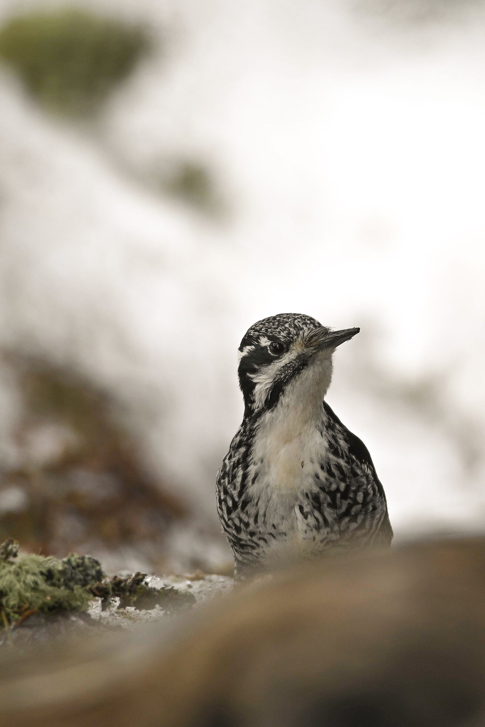 Female tridaptic woodpecker...