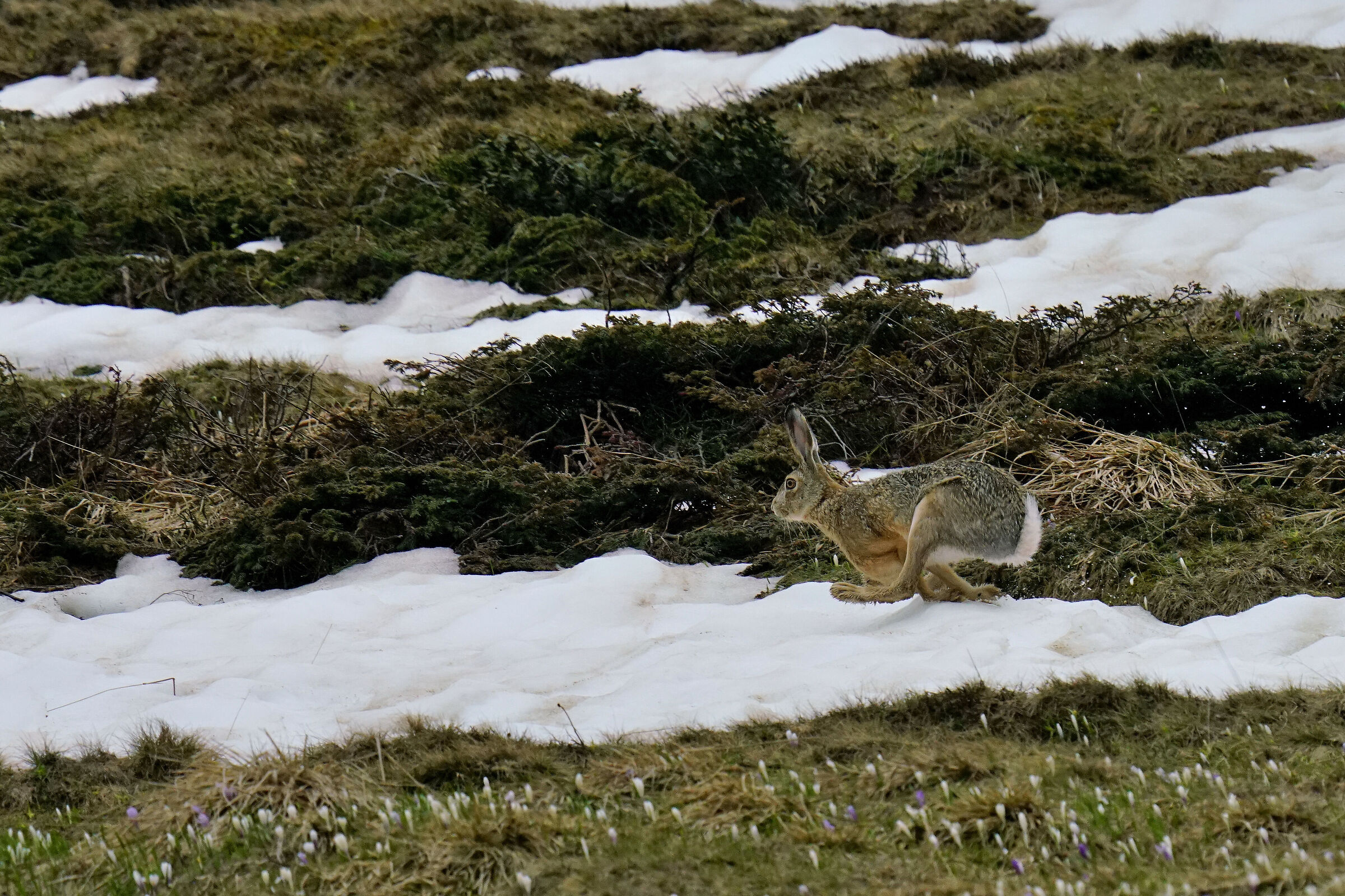running .... (Common Hare)...