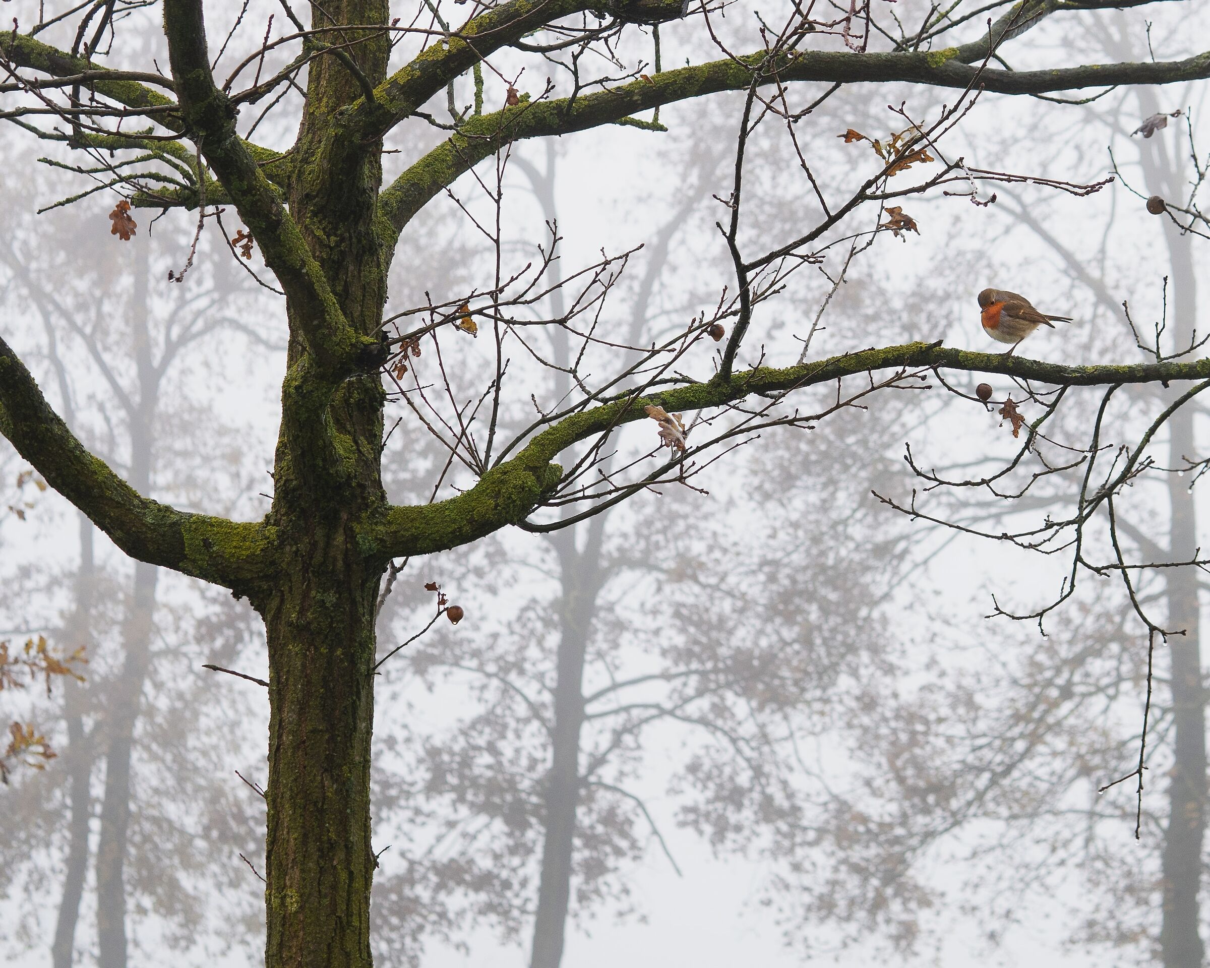 Robin in the fog of monza park...