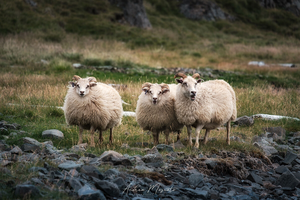 The Three Sheep - Vatnsnes (Iceland)...