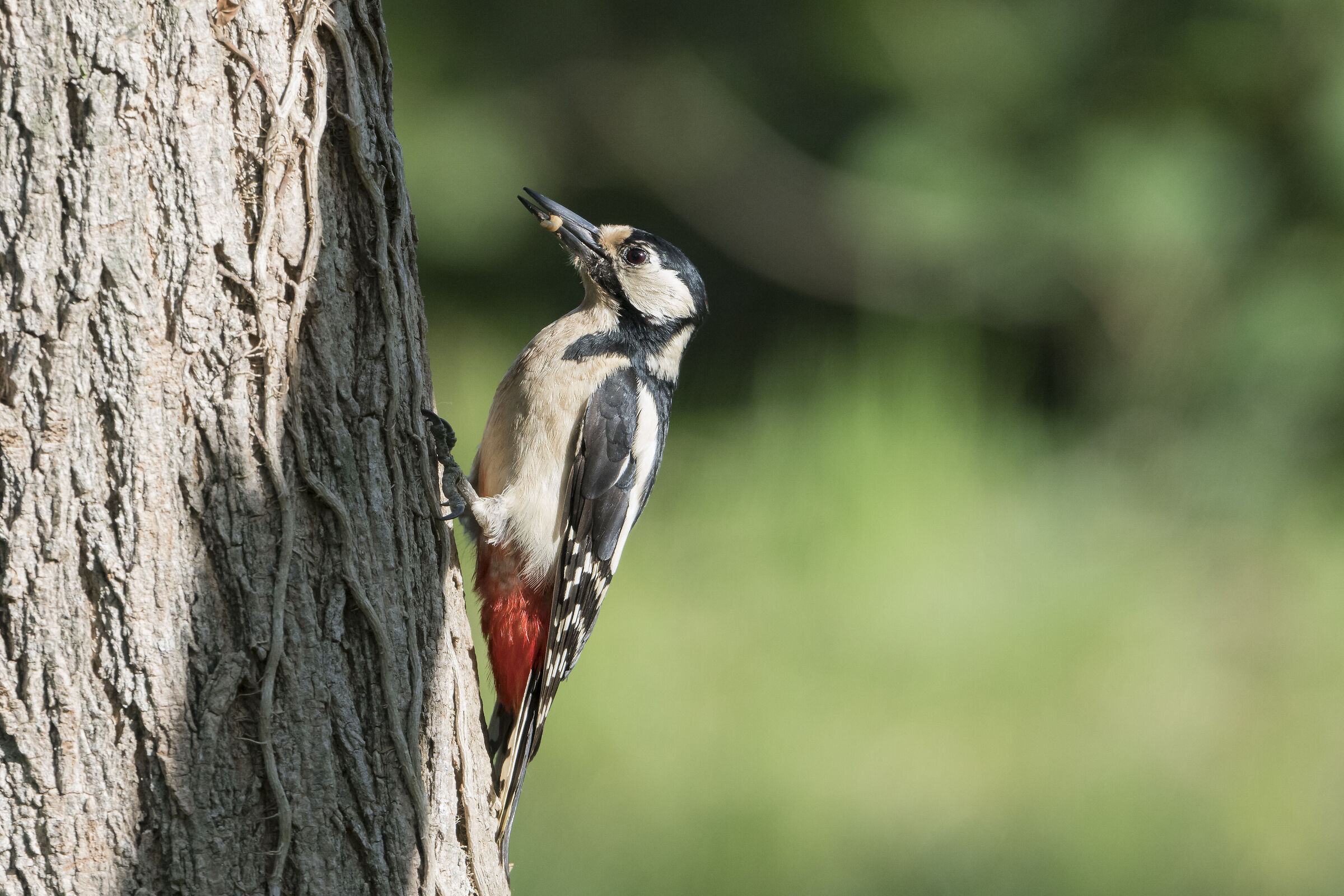 Red woodpecker ...