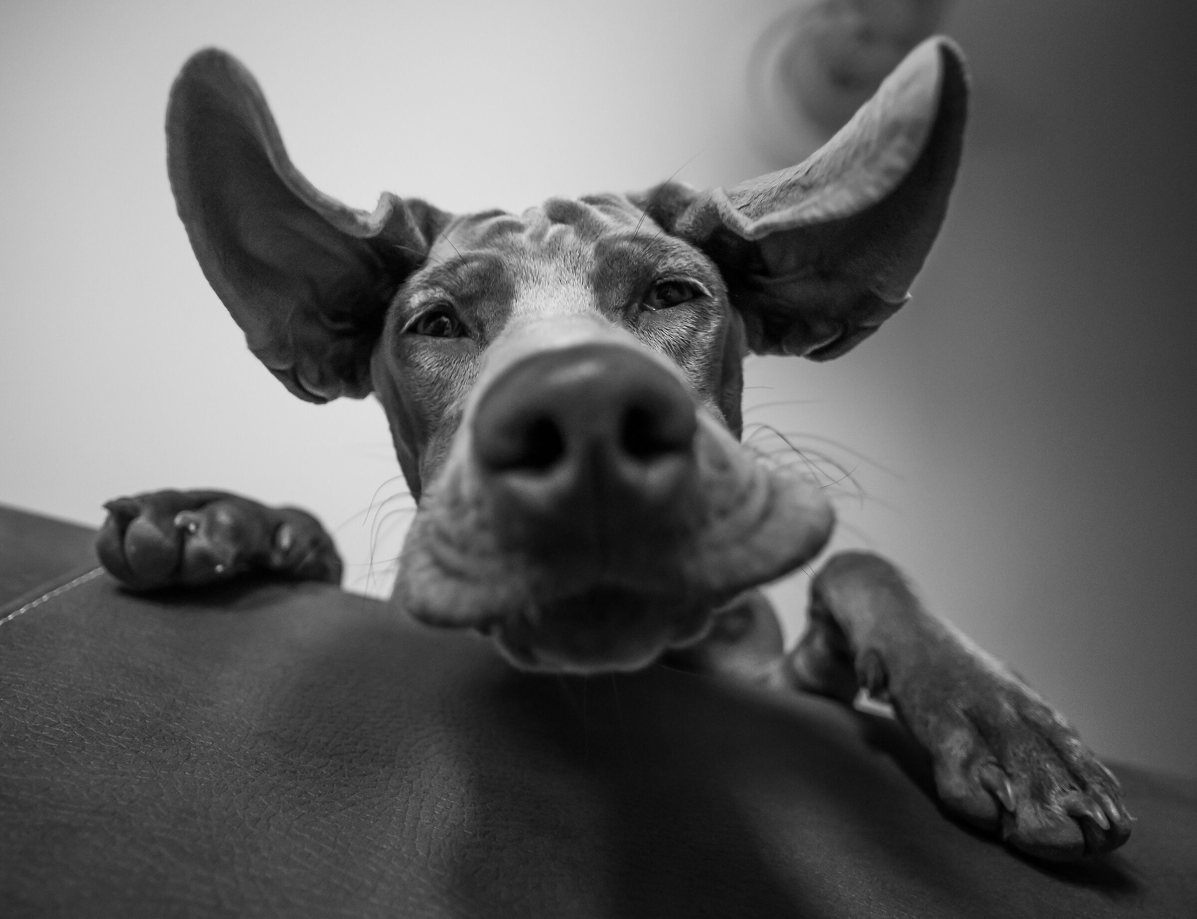 The Weimaraner in black and white...