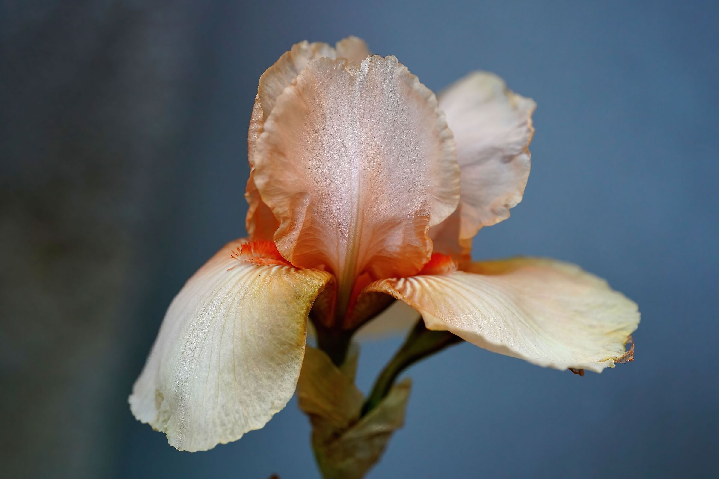 Iris rosa...