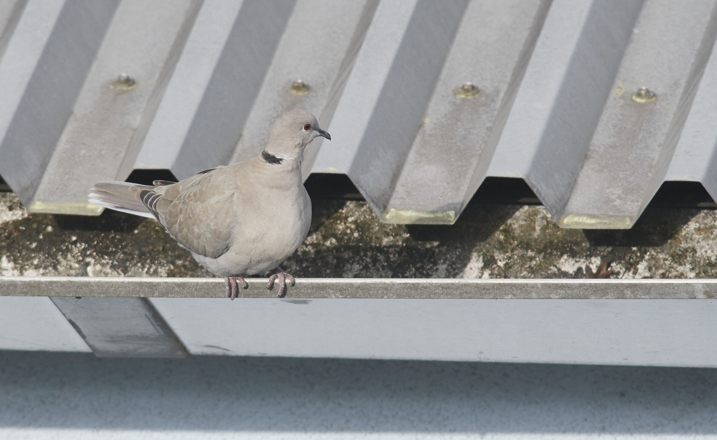 Collared Dove...