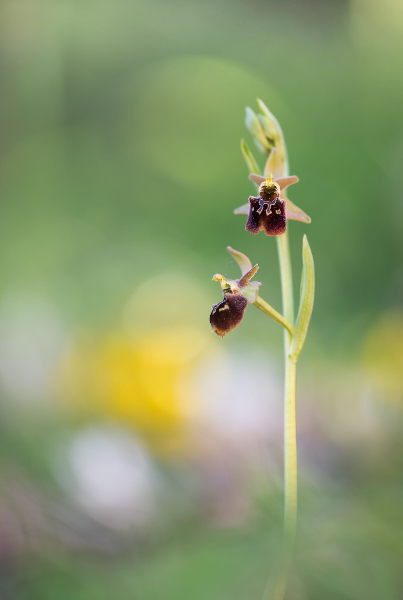 Ophrys x Metellae...