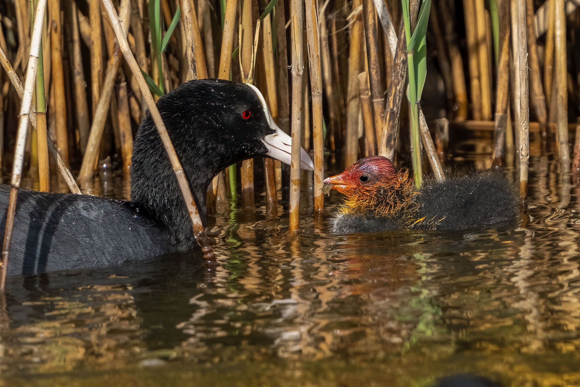 Coot feeds the baby with water flea...