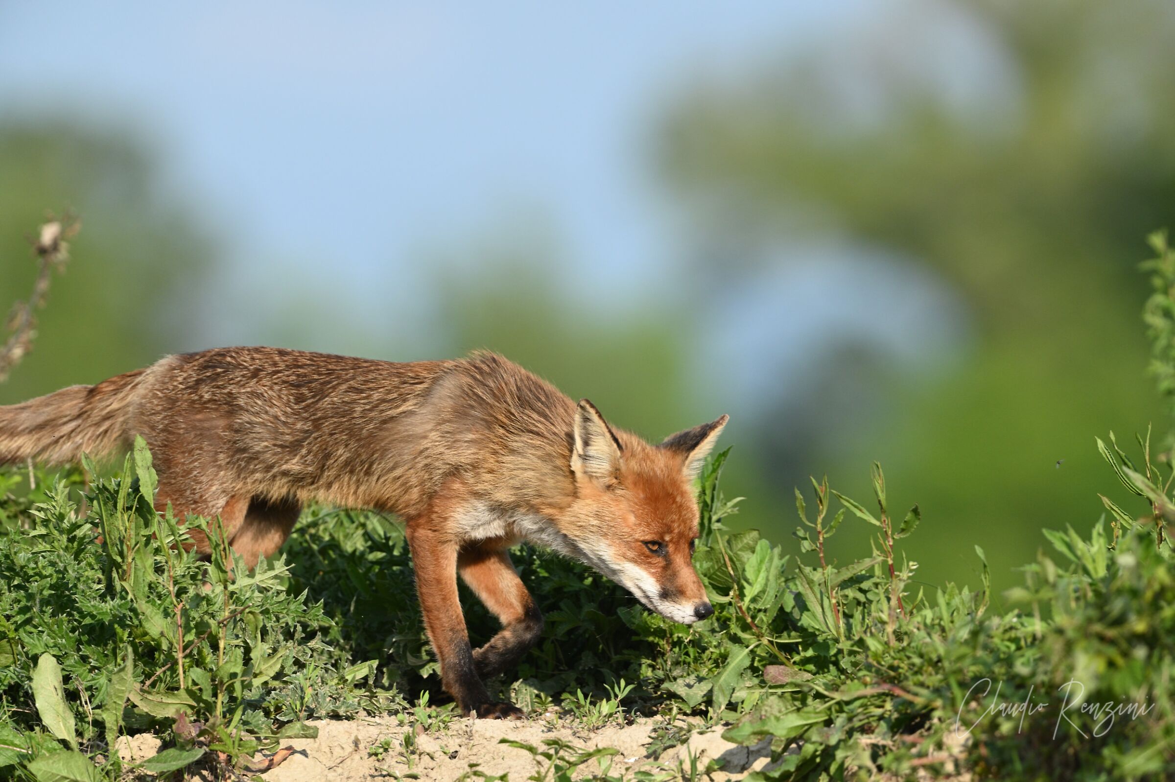 fox in hunt 1...
