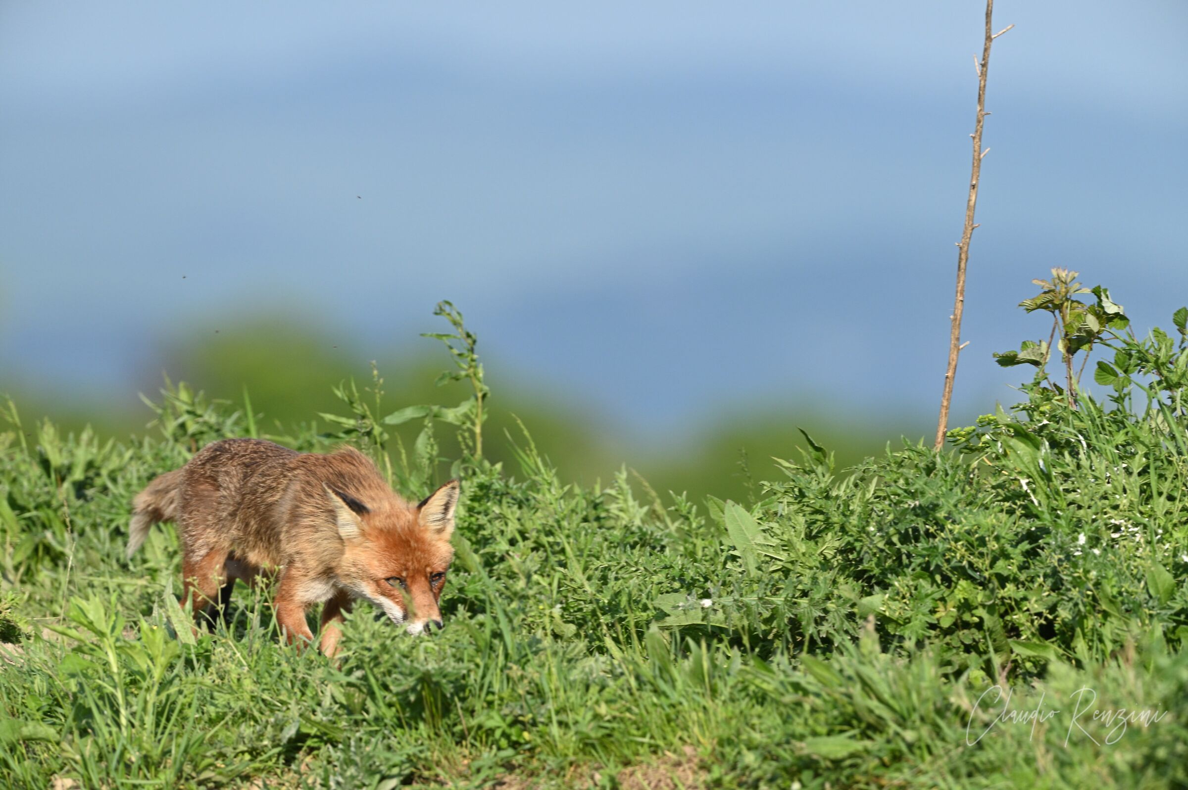 fox in hunt 2...