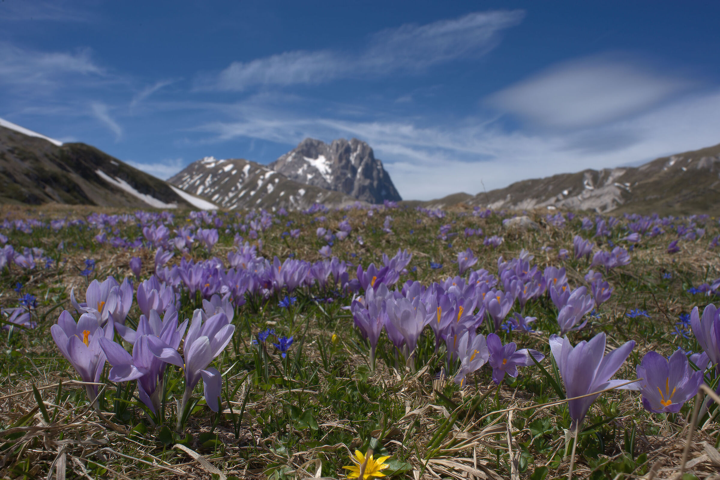 Crocus bloom in Campo Imperatore...
