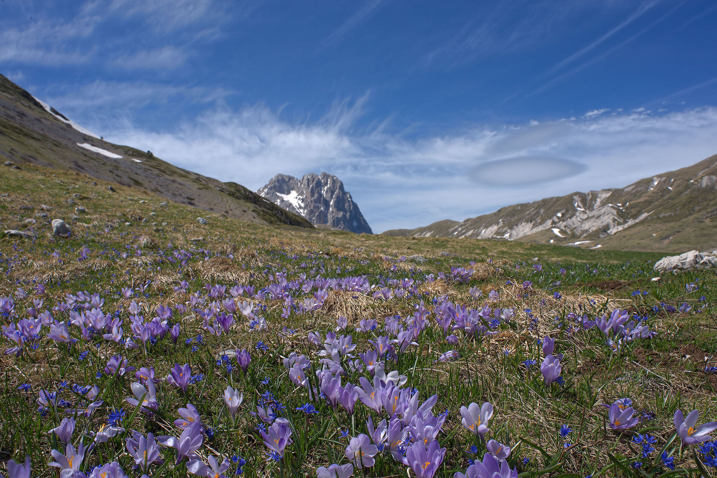 Fioritura di crocus a Campo Imperatore...