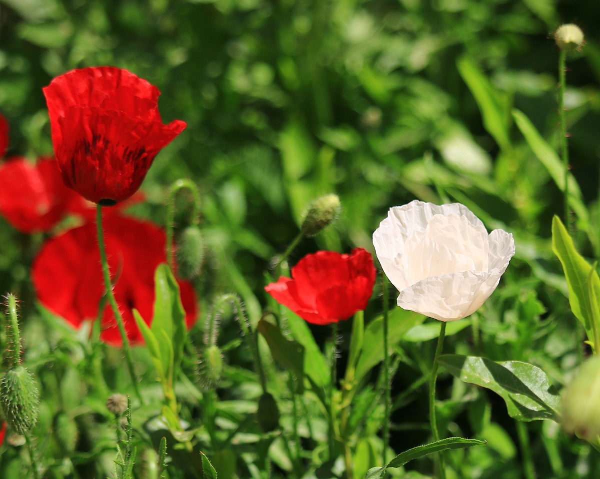 red and white poppies...