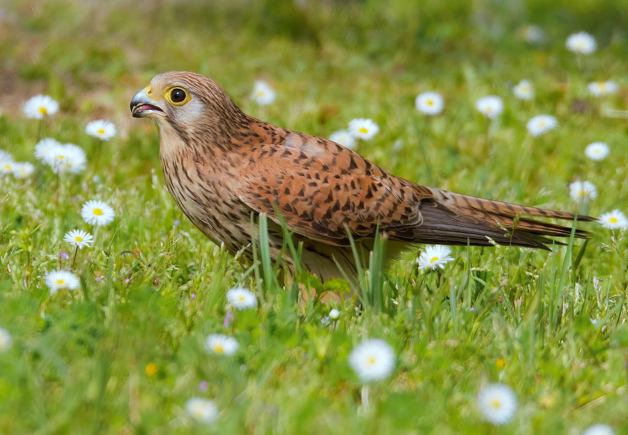 Gheppio (Falco tinnunculus) femmina...