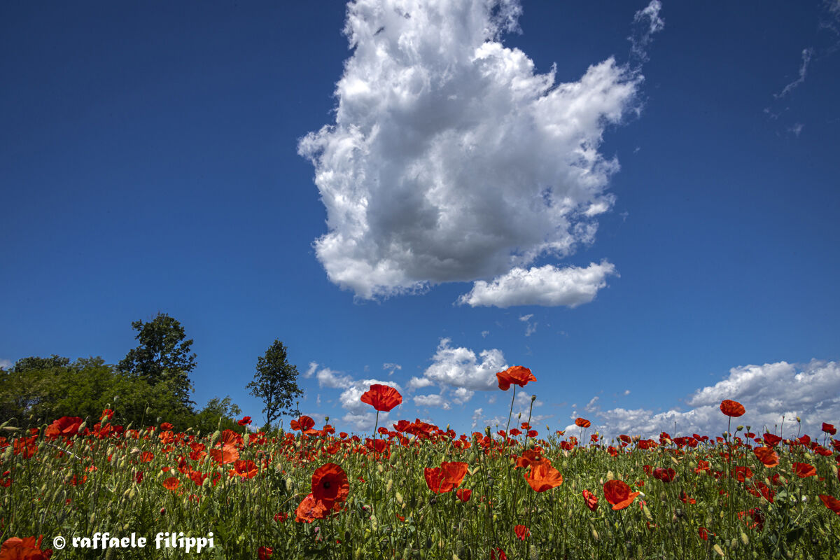 Poppy red, meadow green and sky blue...