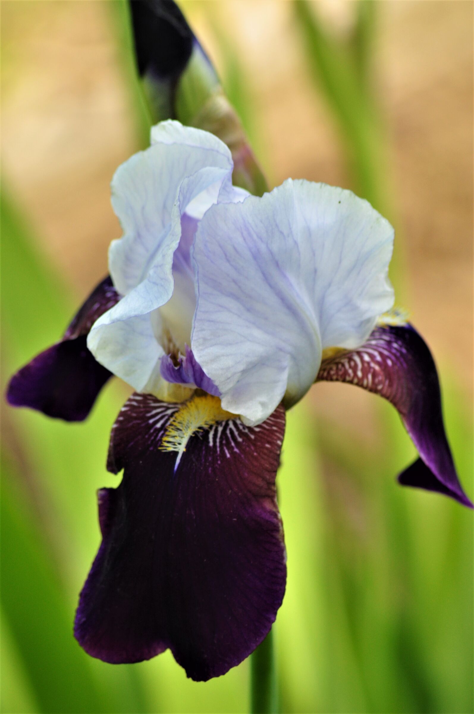 .. magic of iris.....