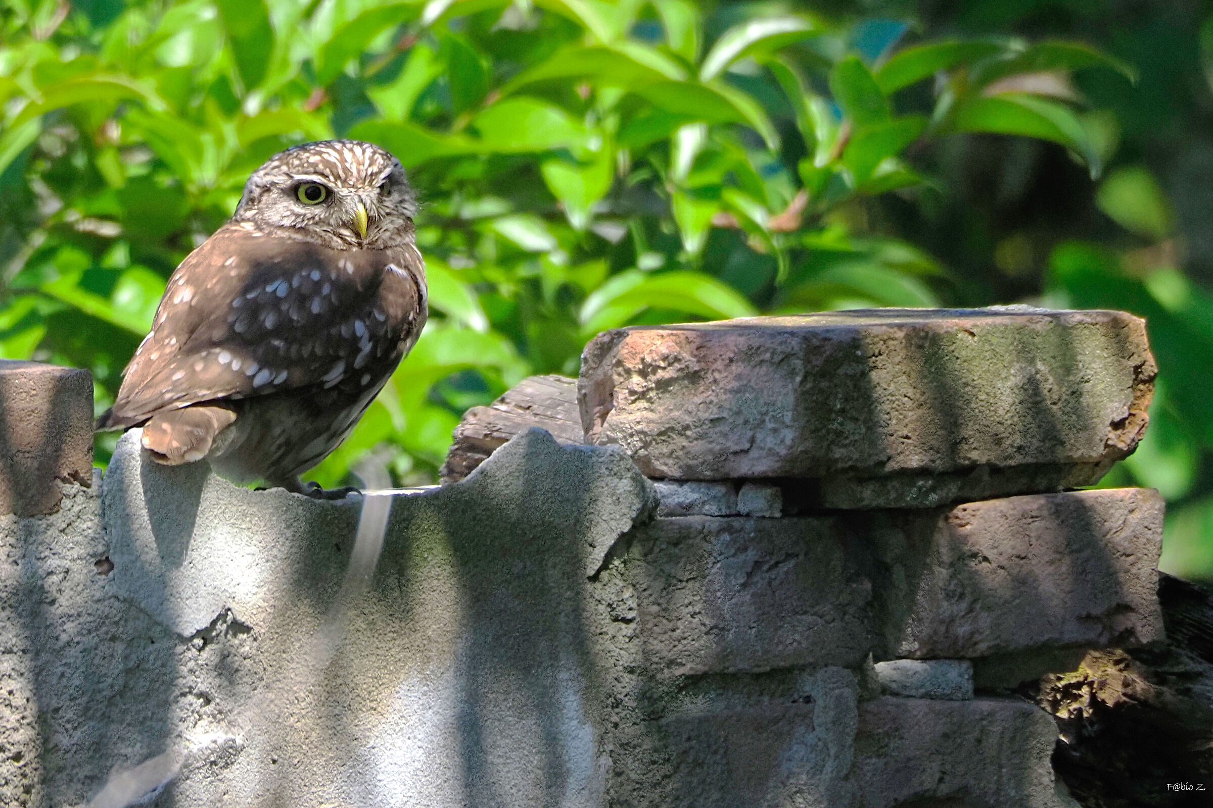 Owl on ruins...