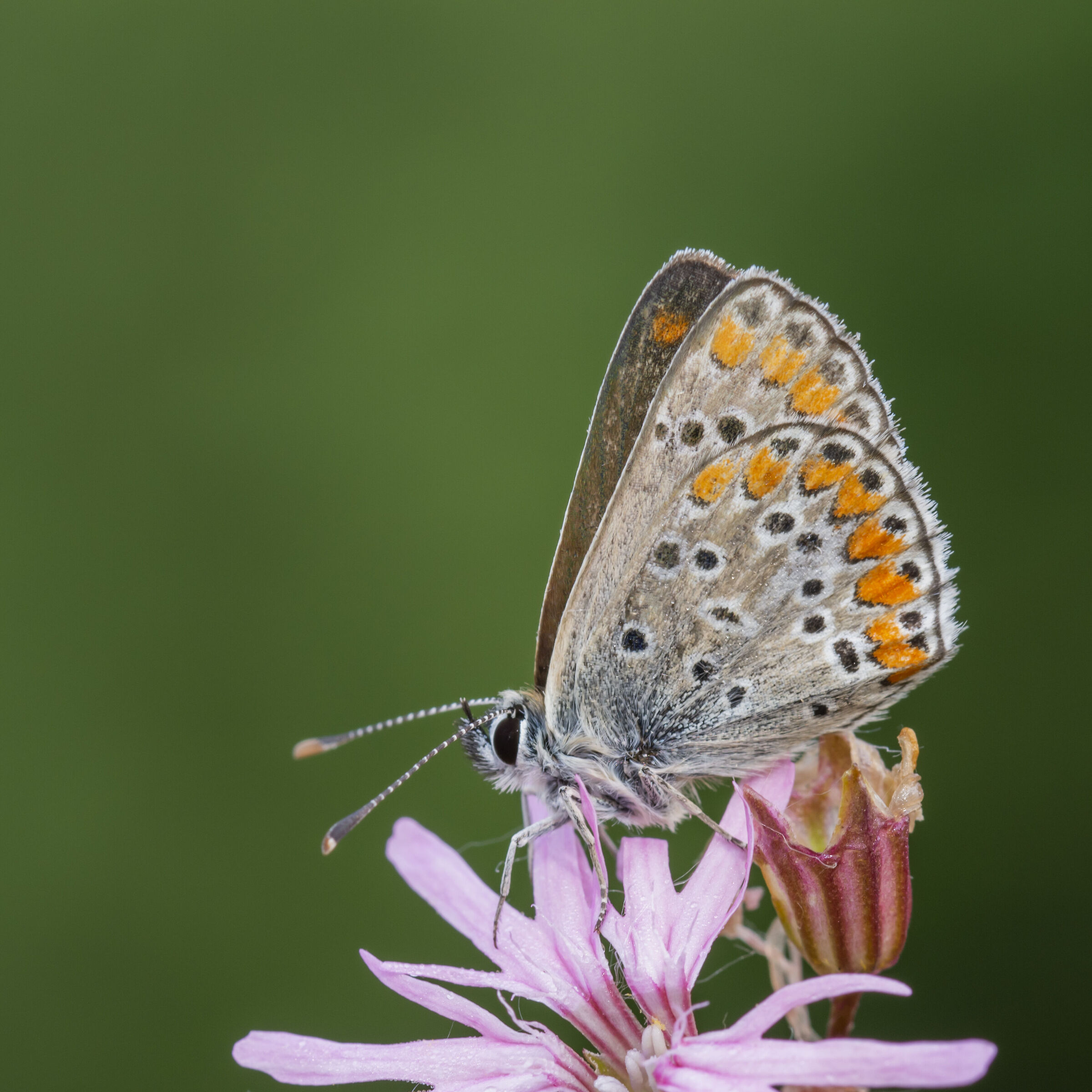 Argus plebejus...