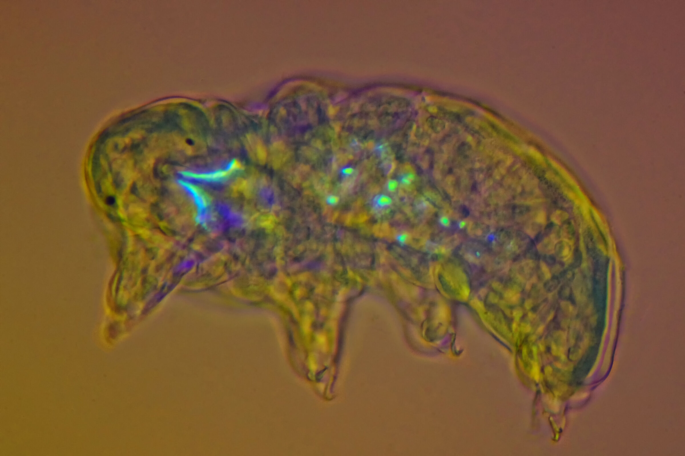 Tardigrade paramacrobiotus in polarized light at 40x ...