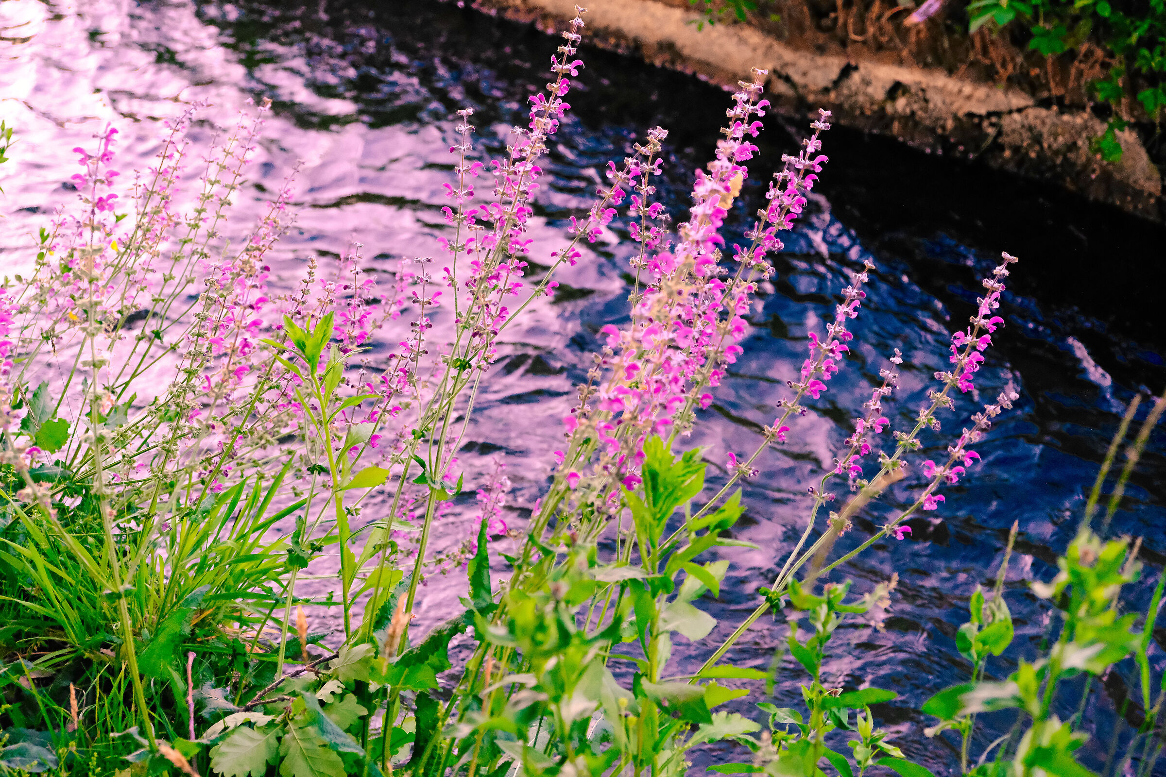Flowers on the canal...
