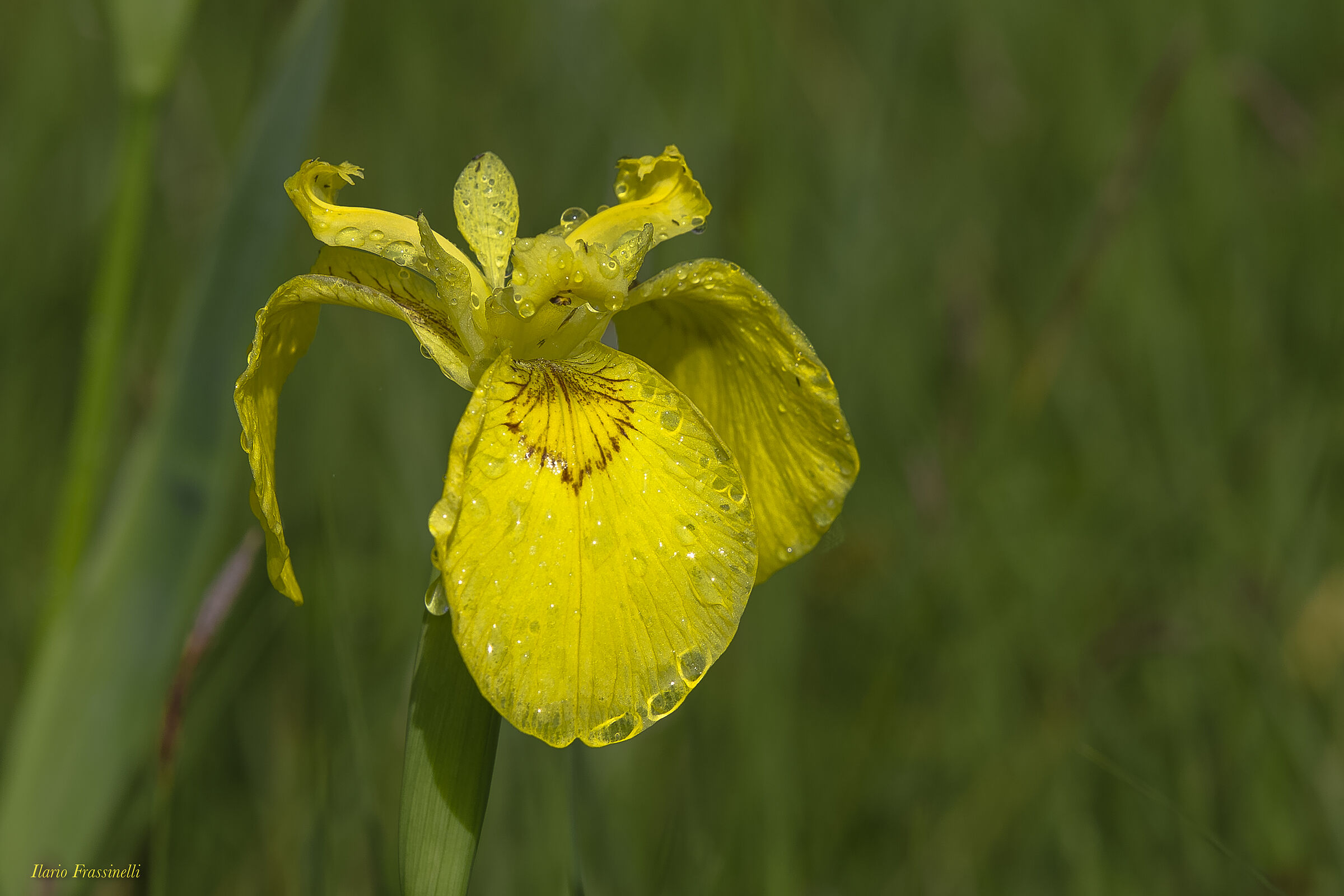 Iris selvatico...