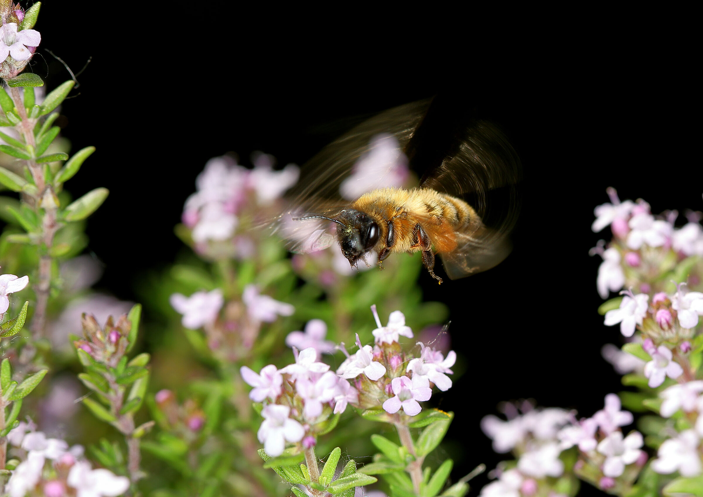 Honey bee on thyme's infiorescence....