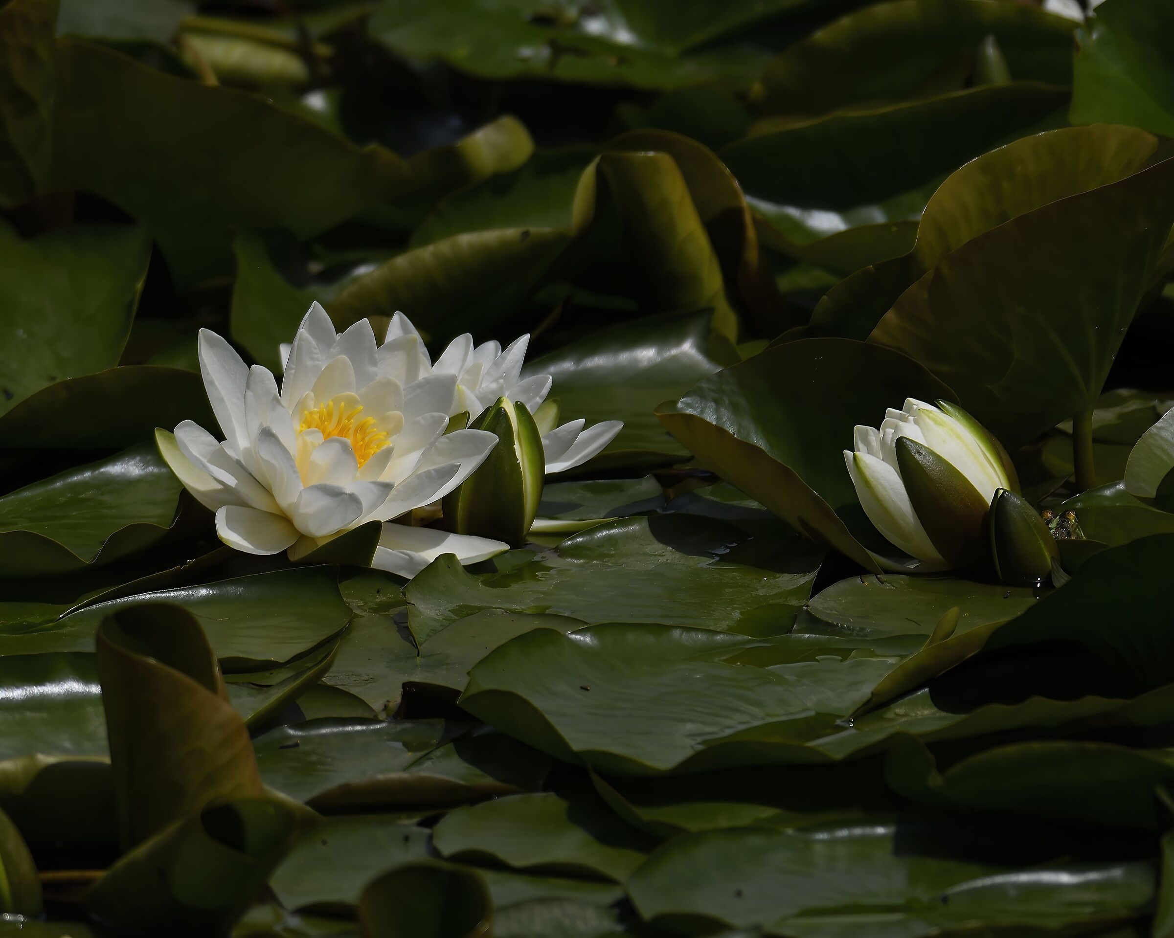 Water lilies at the pond...