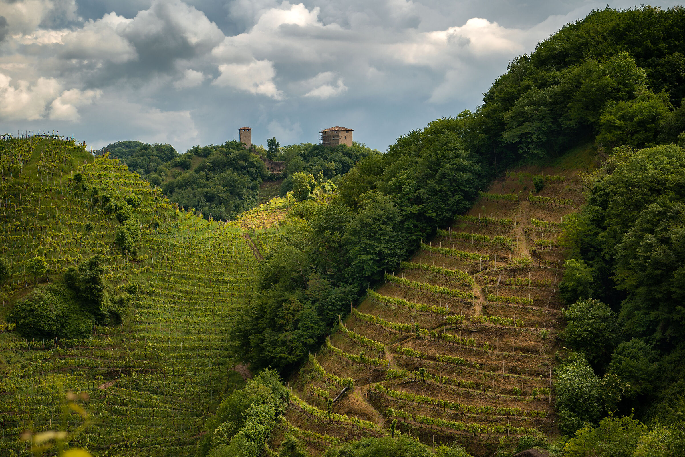 vineyards in the hills...