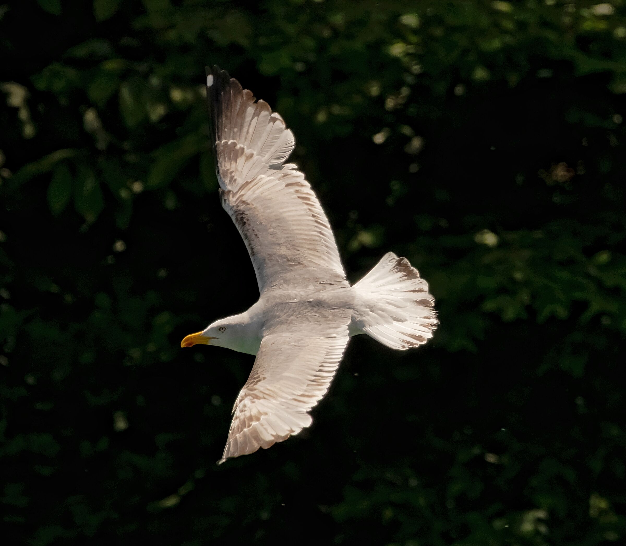 Royal Seagull in flight river Adda 20/05/2021...