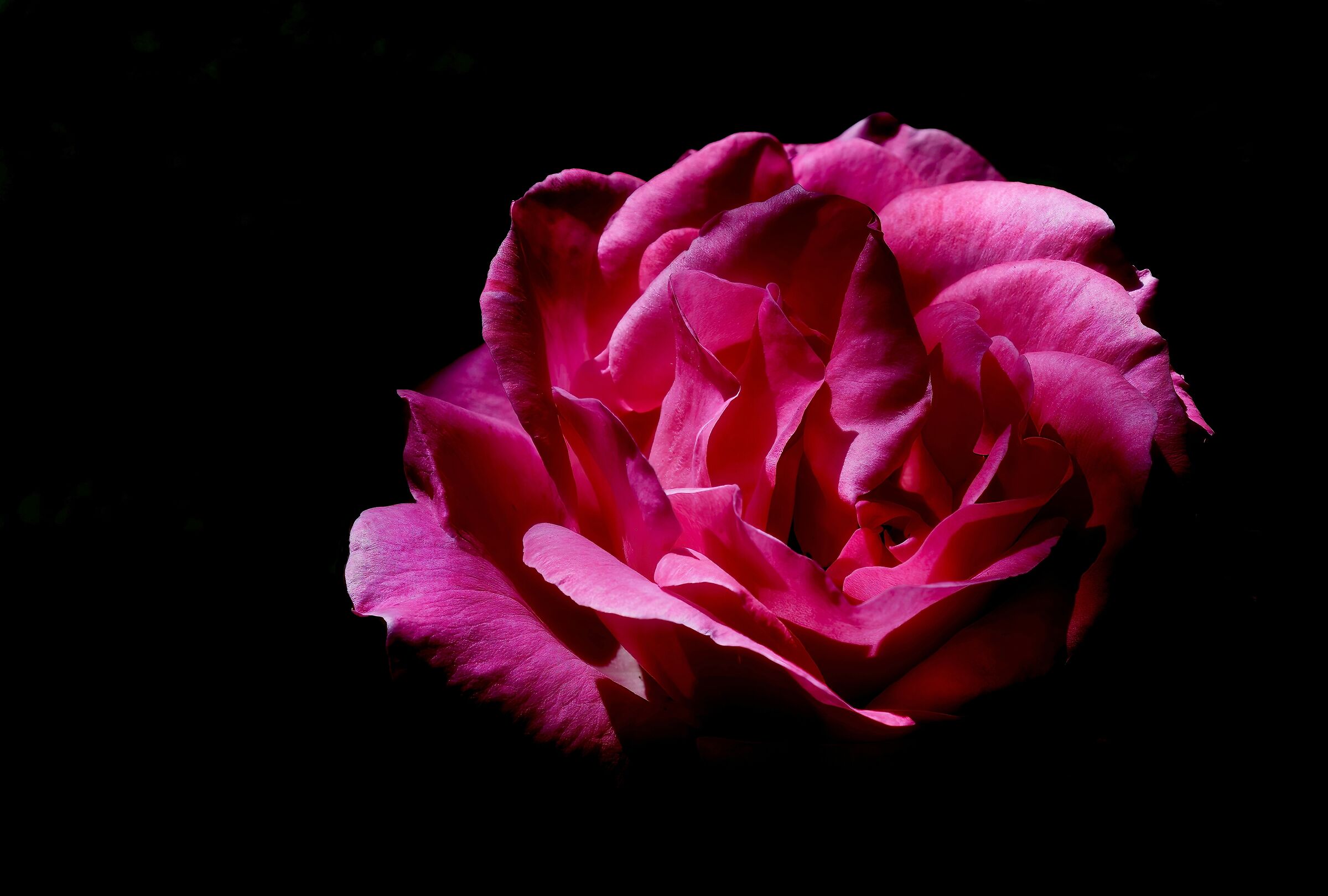 Una rosa nel buio...