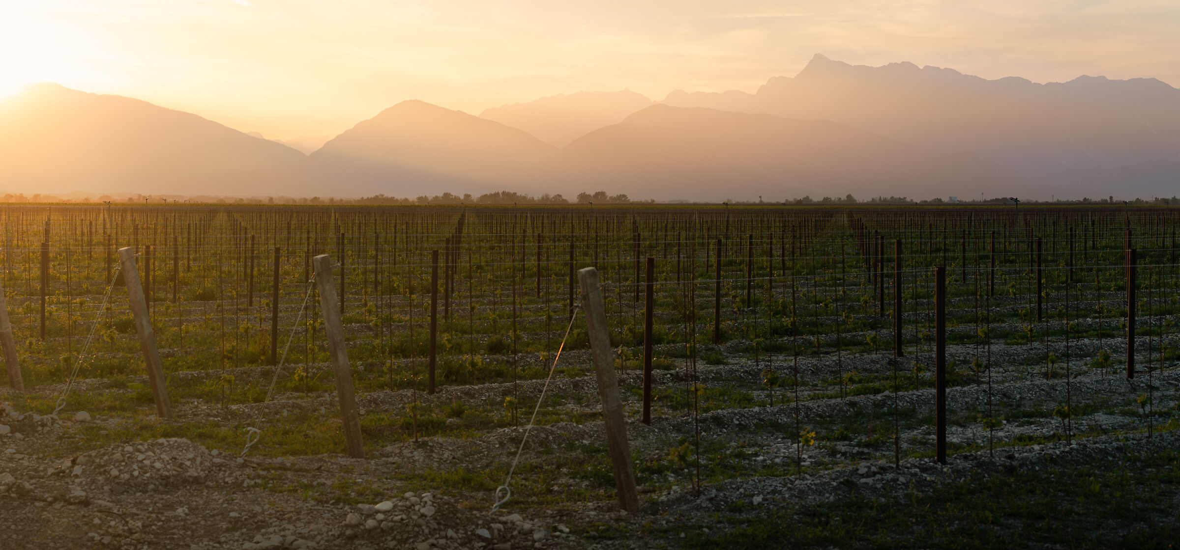 Small vineyards grow...