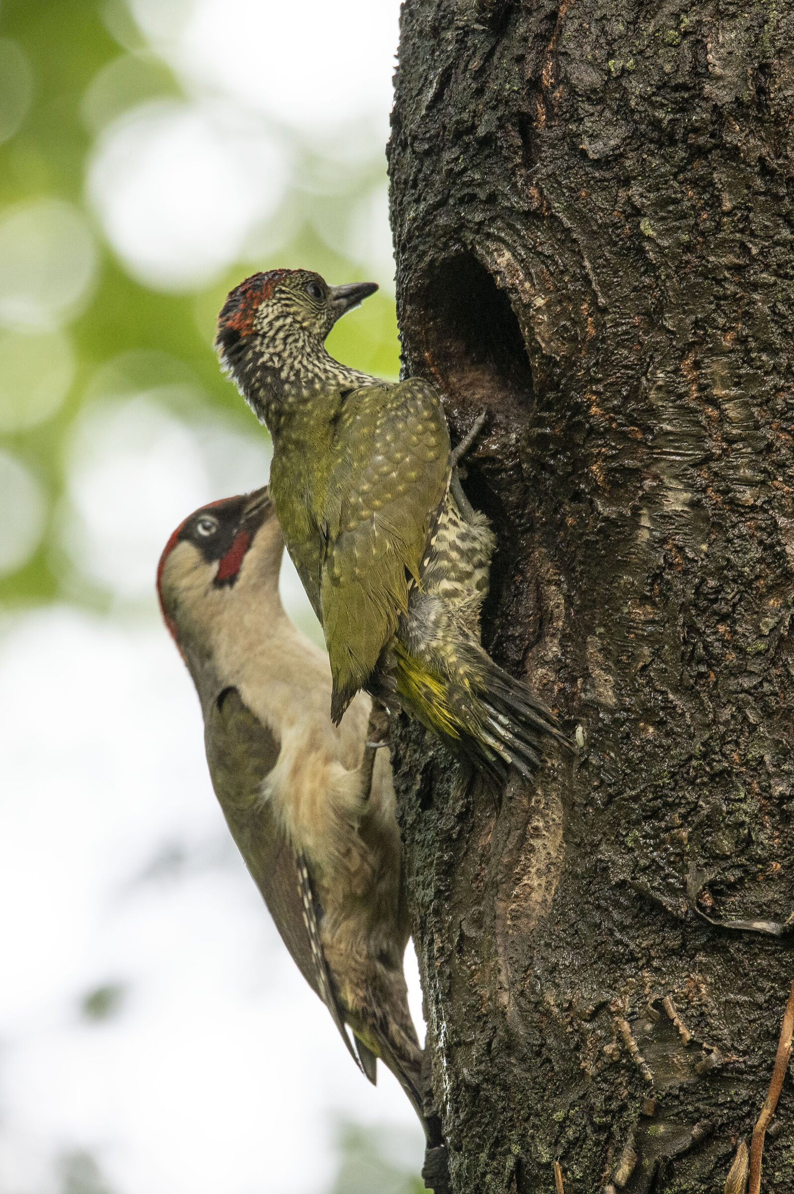 green woodpecker with pullo...