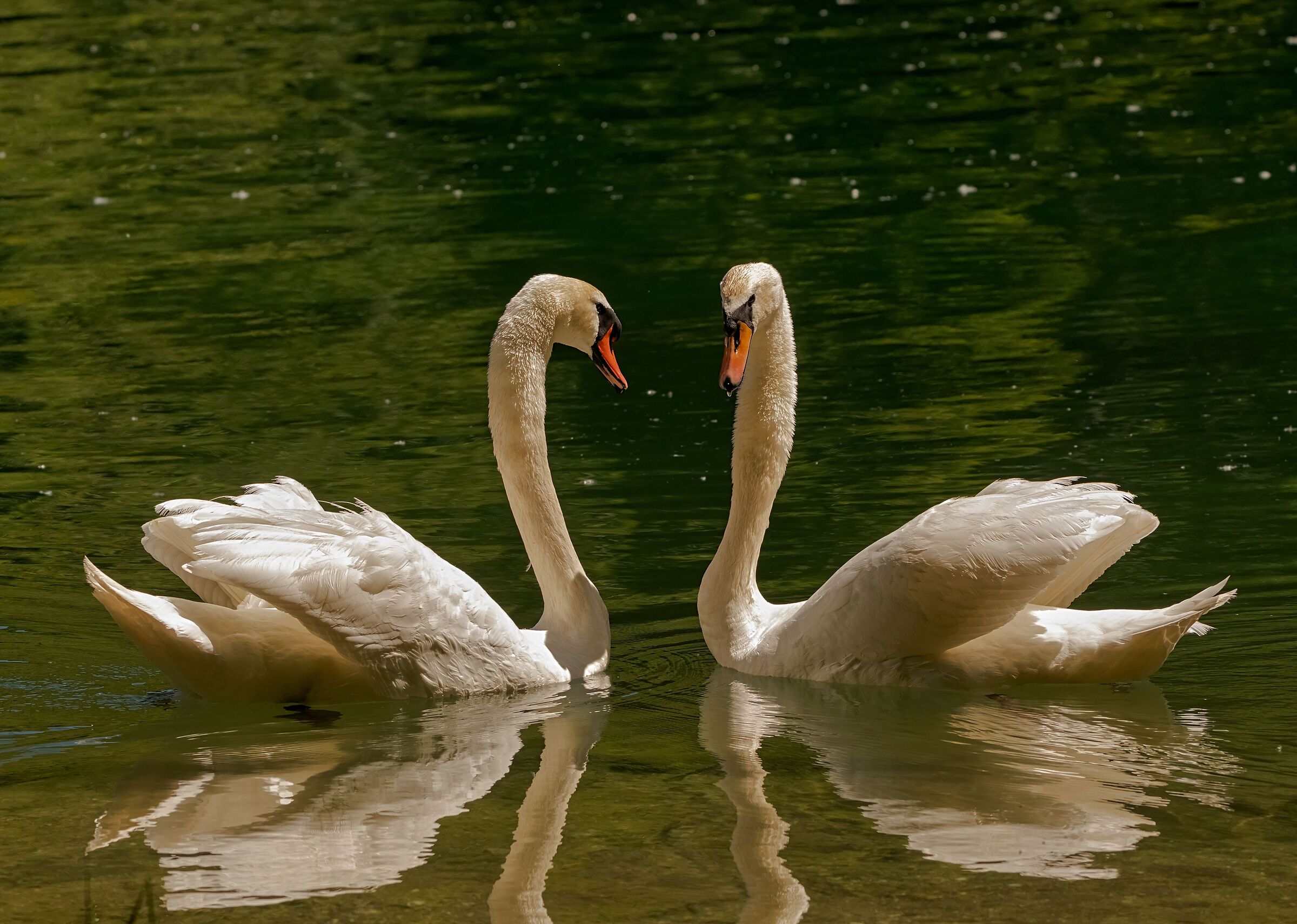 Royal Swans pair on the Adda River 21/05/2021...