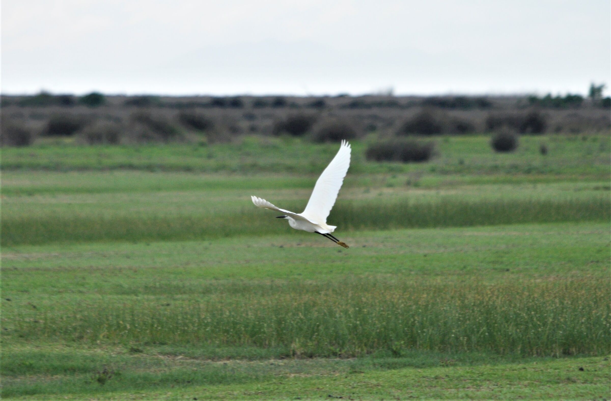 Egret flight...