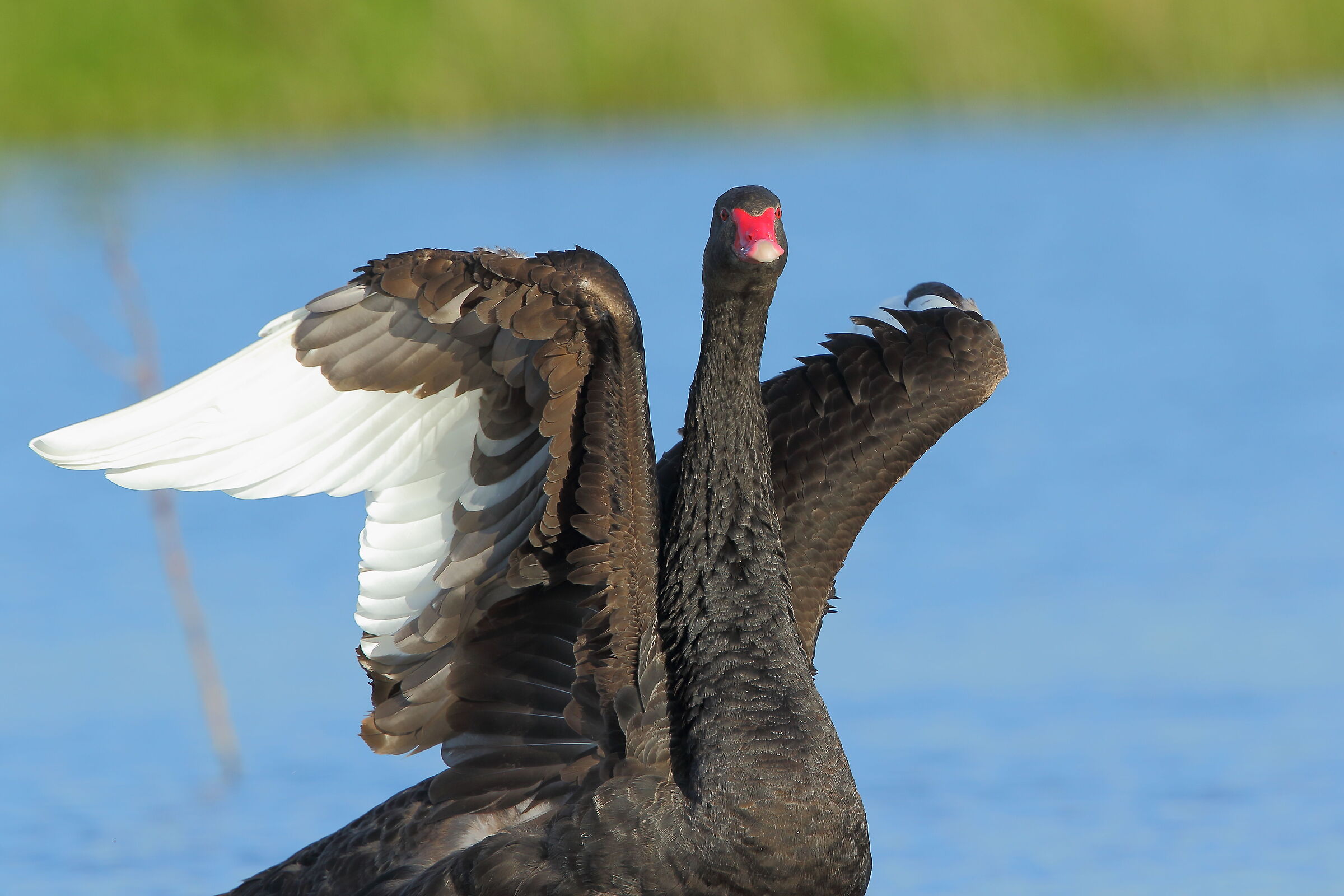 black swan...