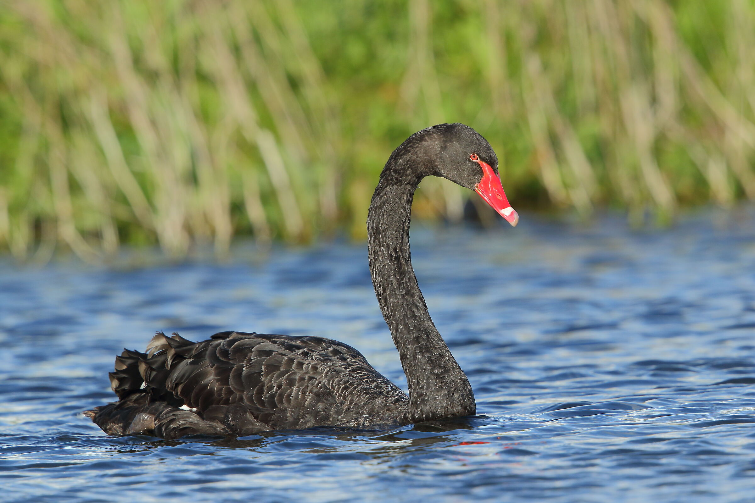 black swan...