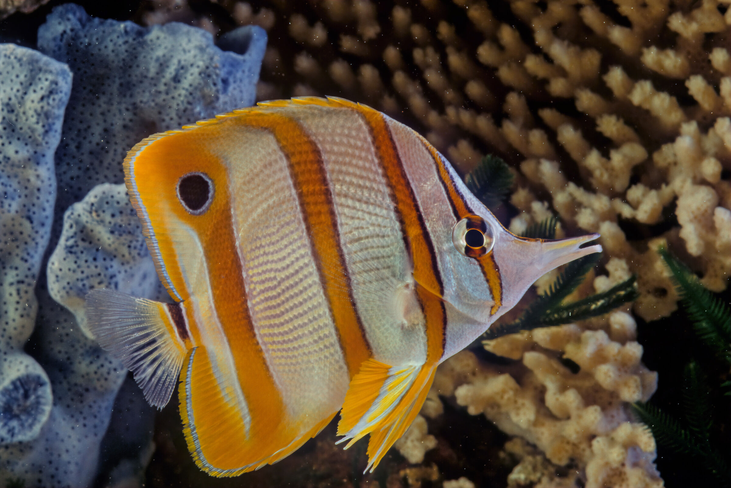 Copperband butterflyfish...