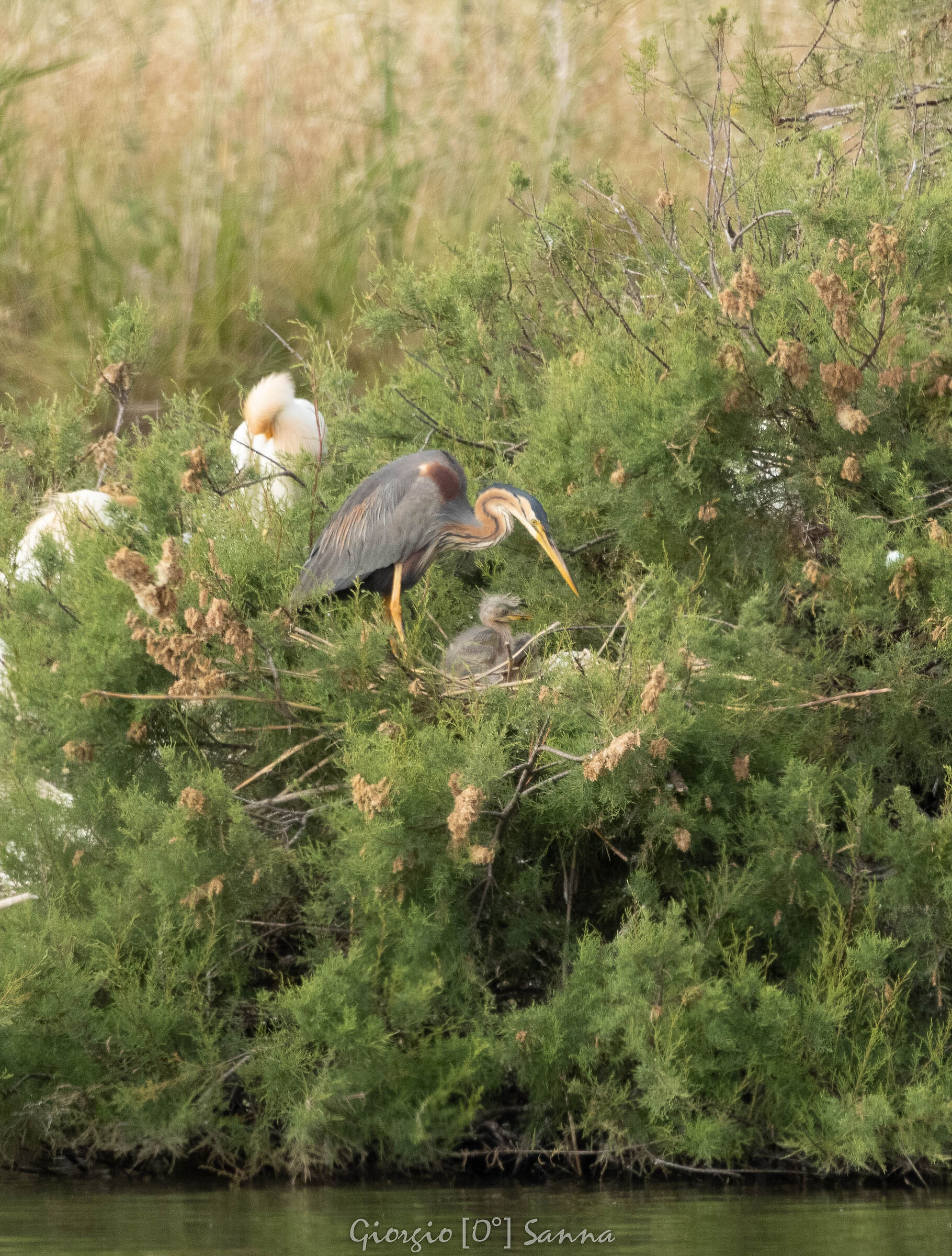 Red Heron with small...