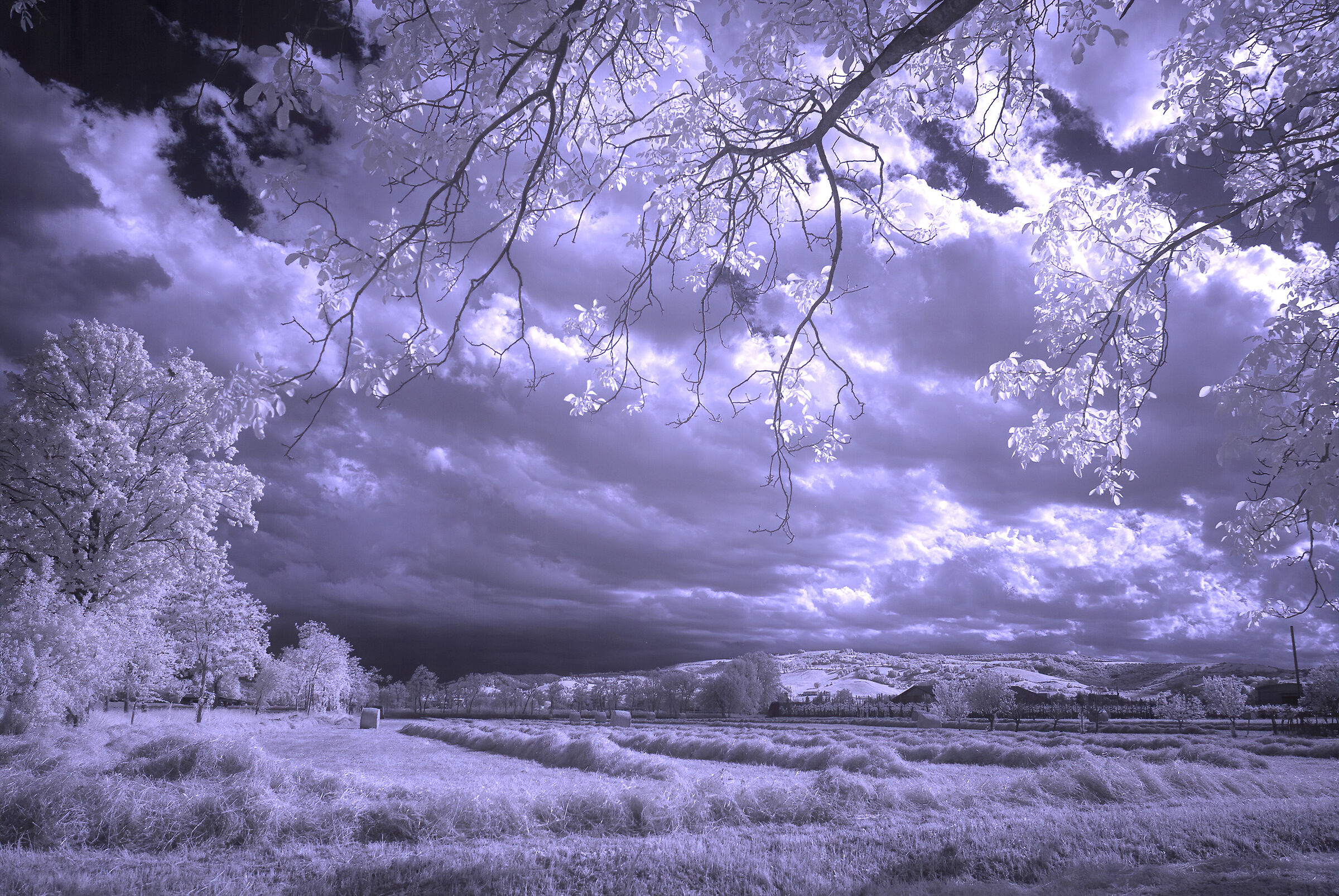 Haymaking time (infrared)...