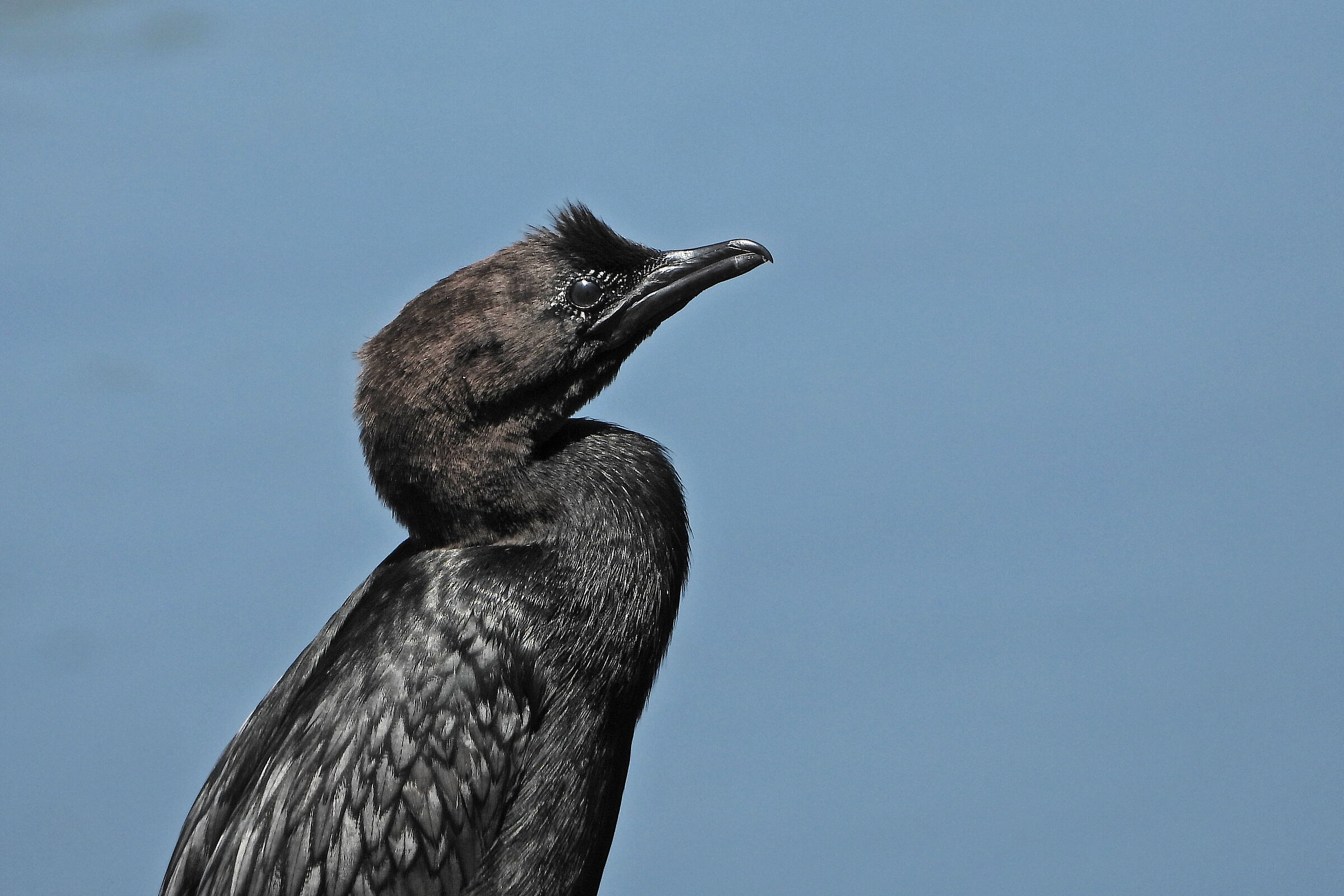 cormorant ...