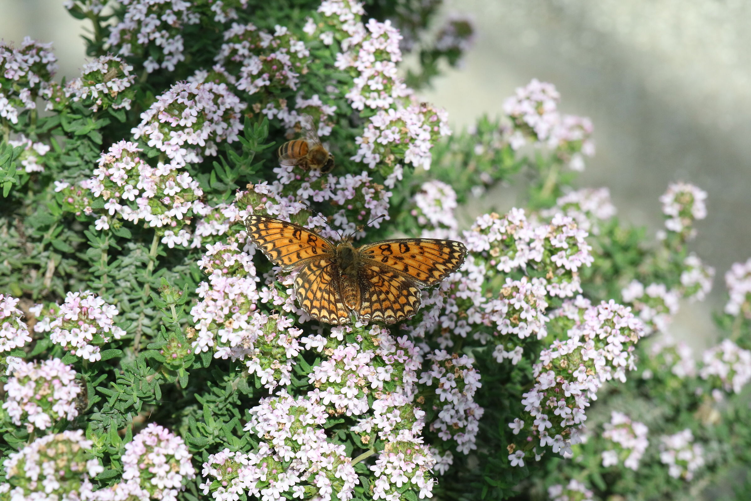 Butterfly and bee at work on Thyme flowers....
