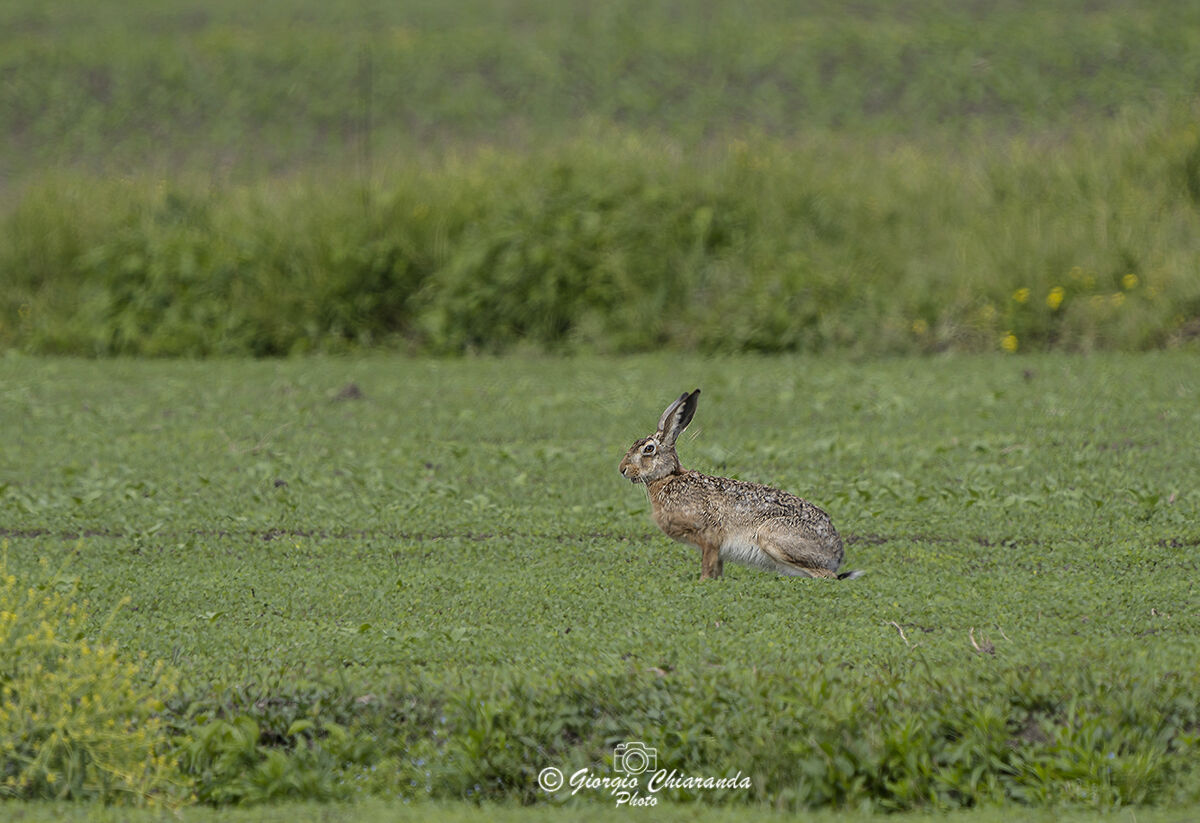 Common hare...